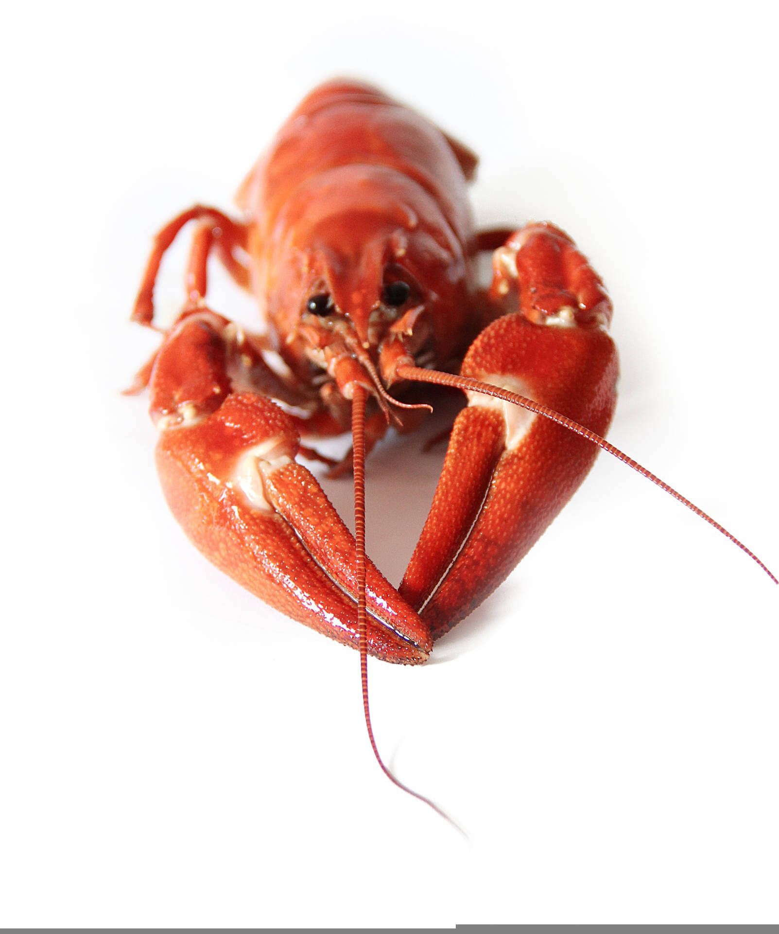 1603x1920 Big Pincered Red Crayfish Wallpaper