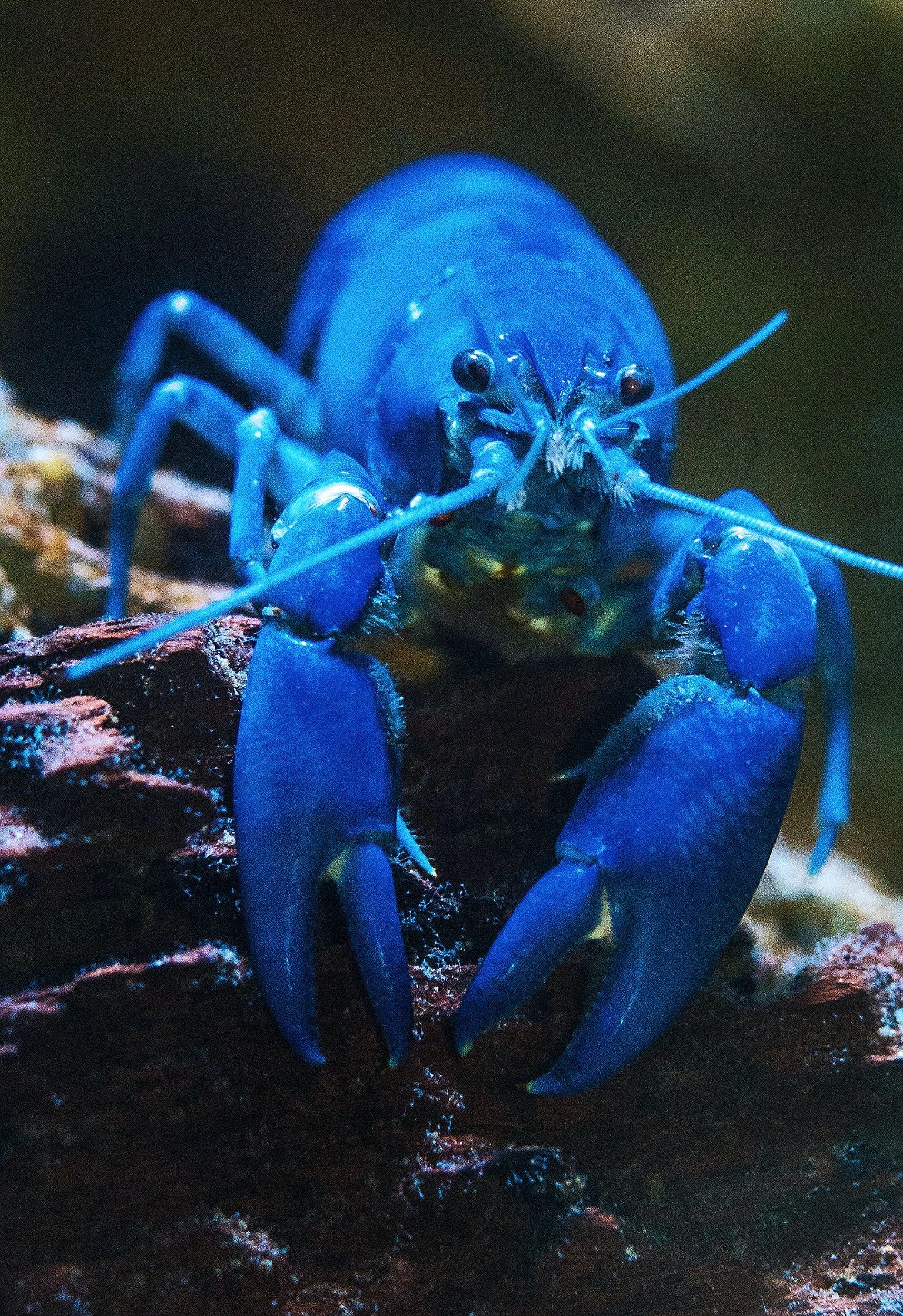 1714x2499 Super Rare Blue Lobster Seems to Glow