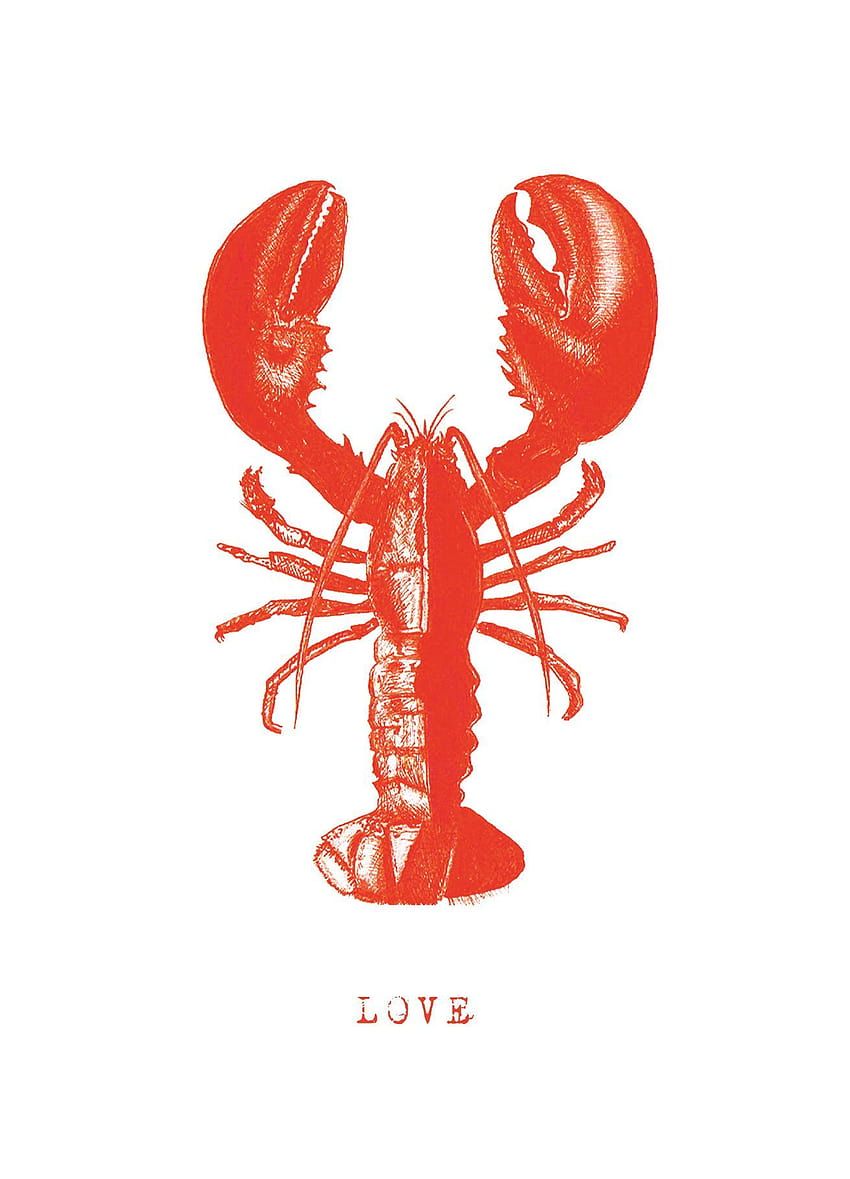 850x1179 Lobster, crayfish HD phone wallpaper