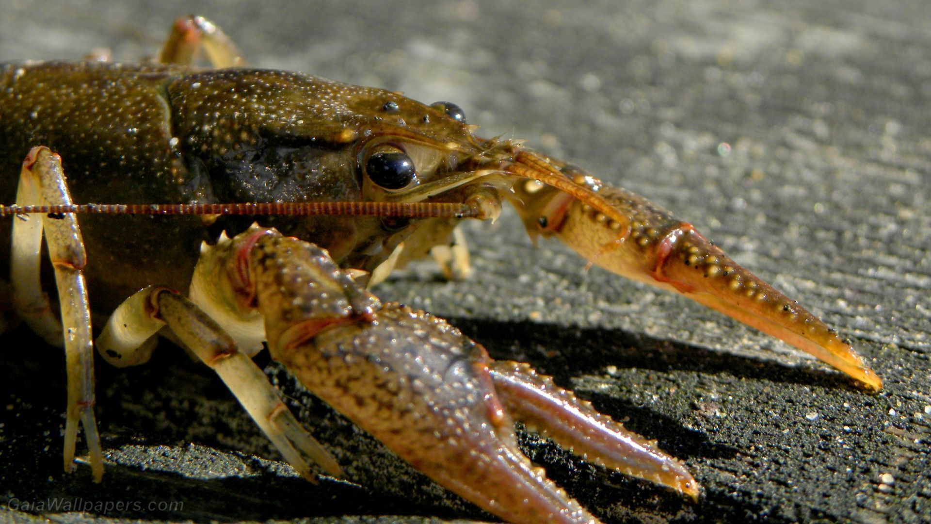 1920x1080 crayfish wallpaper 1920x1080