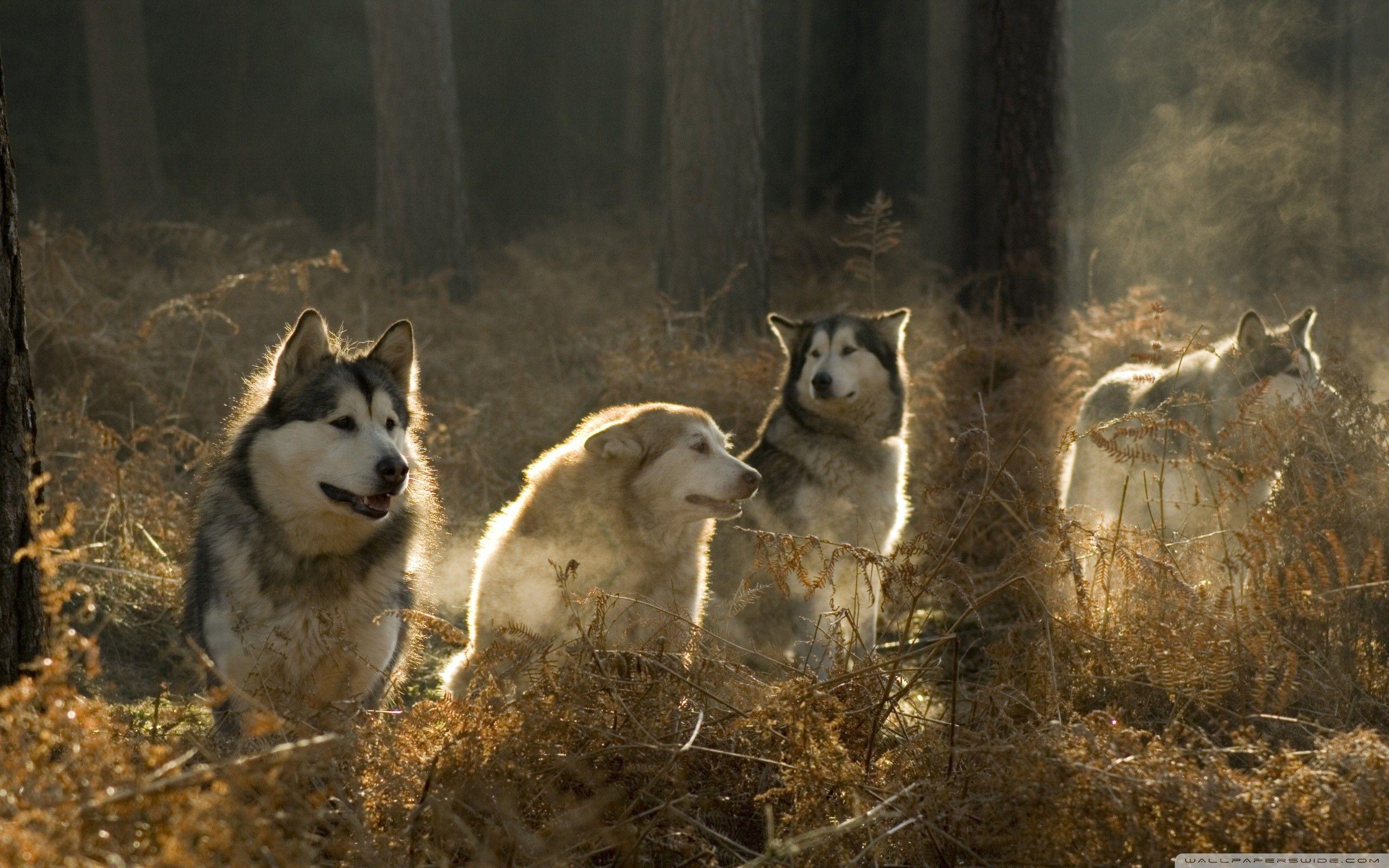 2560x1600 Forest Animal Wallpaper