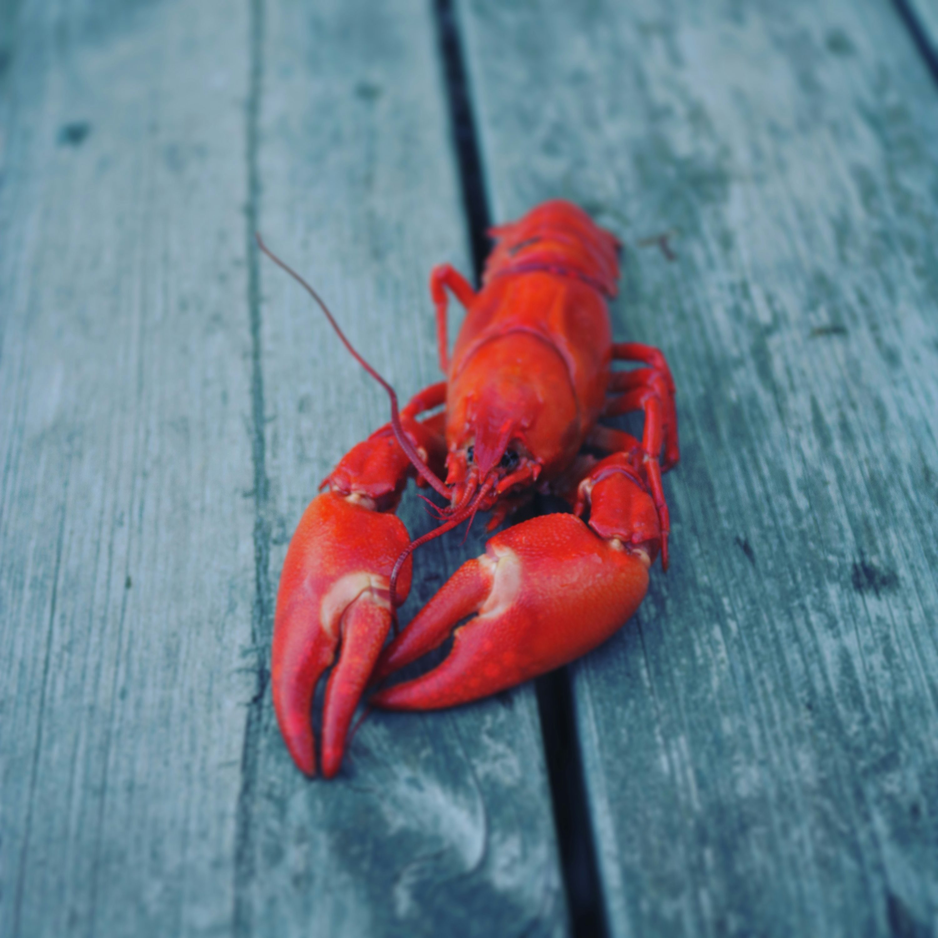 3000x3000 Lobster Picture. Download Free