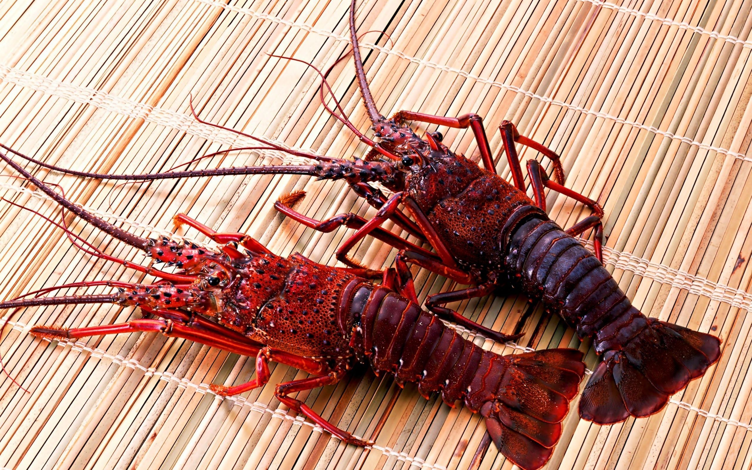 2560x1600 Download Crayfish wallpaper