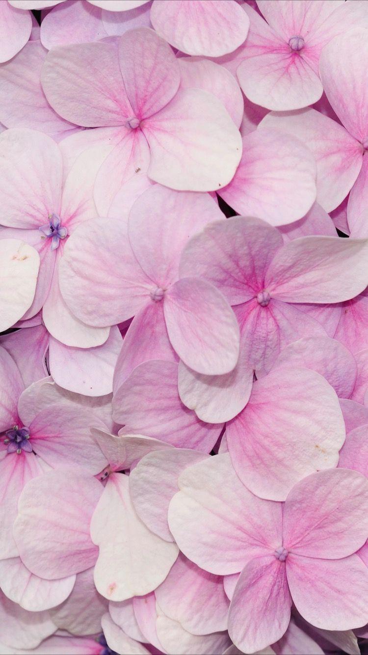 Cute Pink Flower Wallpapers - Top Free Cute Pink Flower Backgrounds