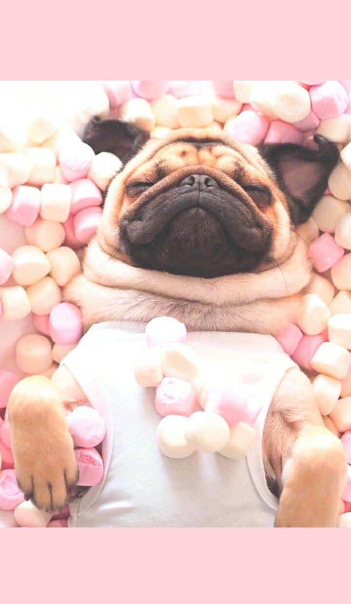 720x1239 animals, baby, baby dog, background, beautiful, beauty