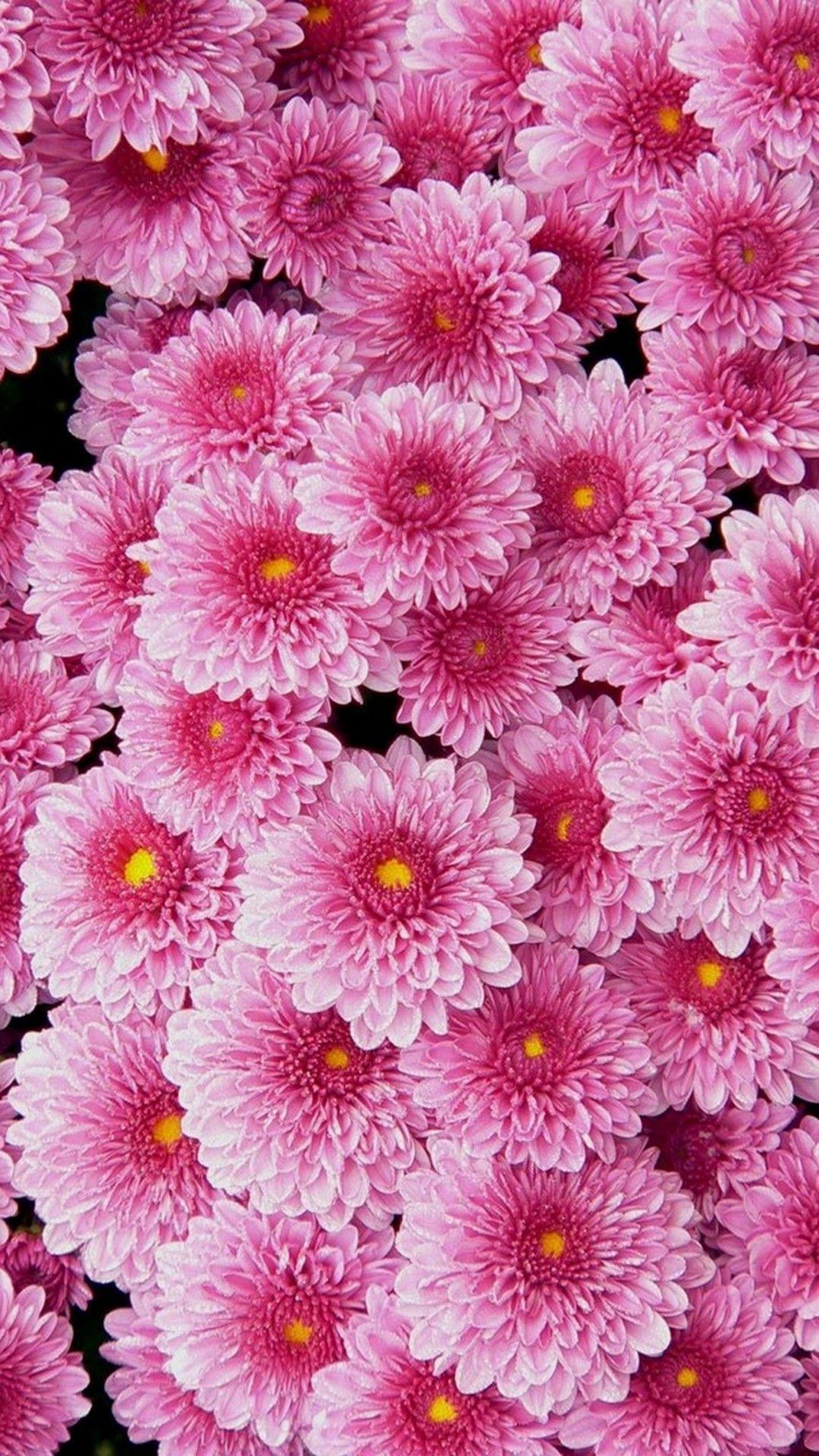 Cute Pink Flower Wallpapers - Top Free Cute Pink Flower ...