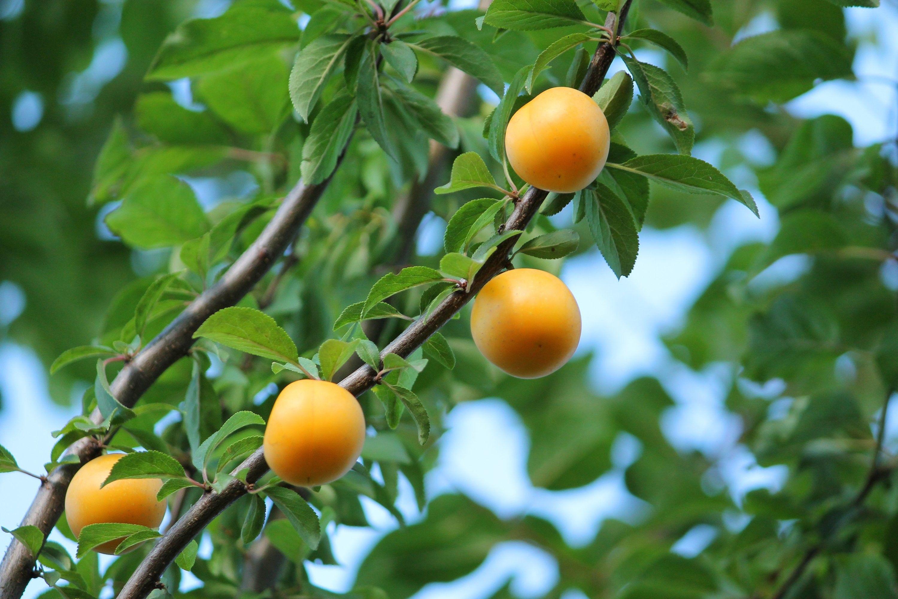 3000x2000 Harvest, HD Nature Wallpaper, Nature, cherryplum, Yellow