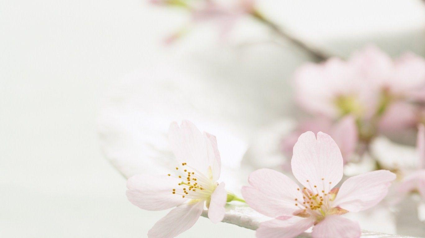 Abstract Spring Wallpapers Top Free Abstract Spring Backgrounds