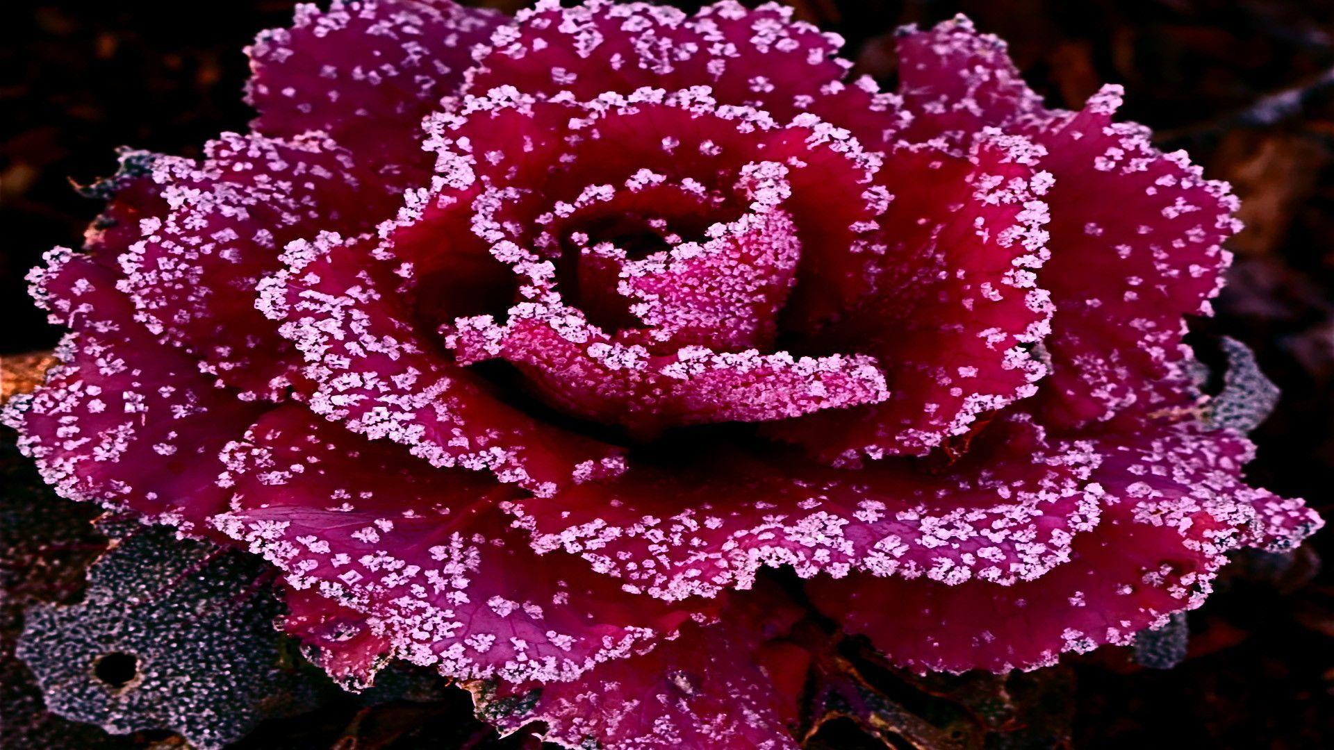 1920x1080 Most Beautiful Rose Flowers Wallpaper