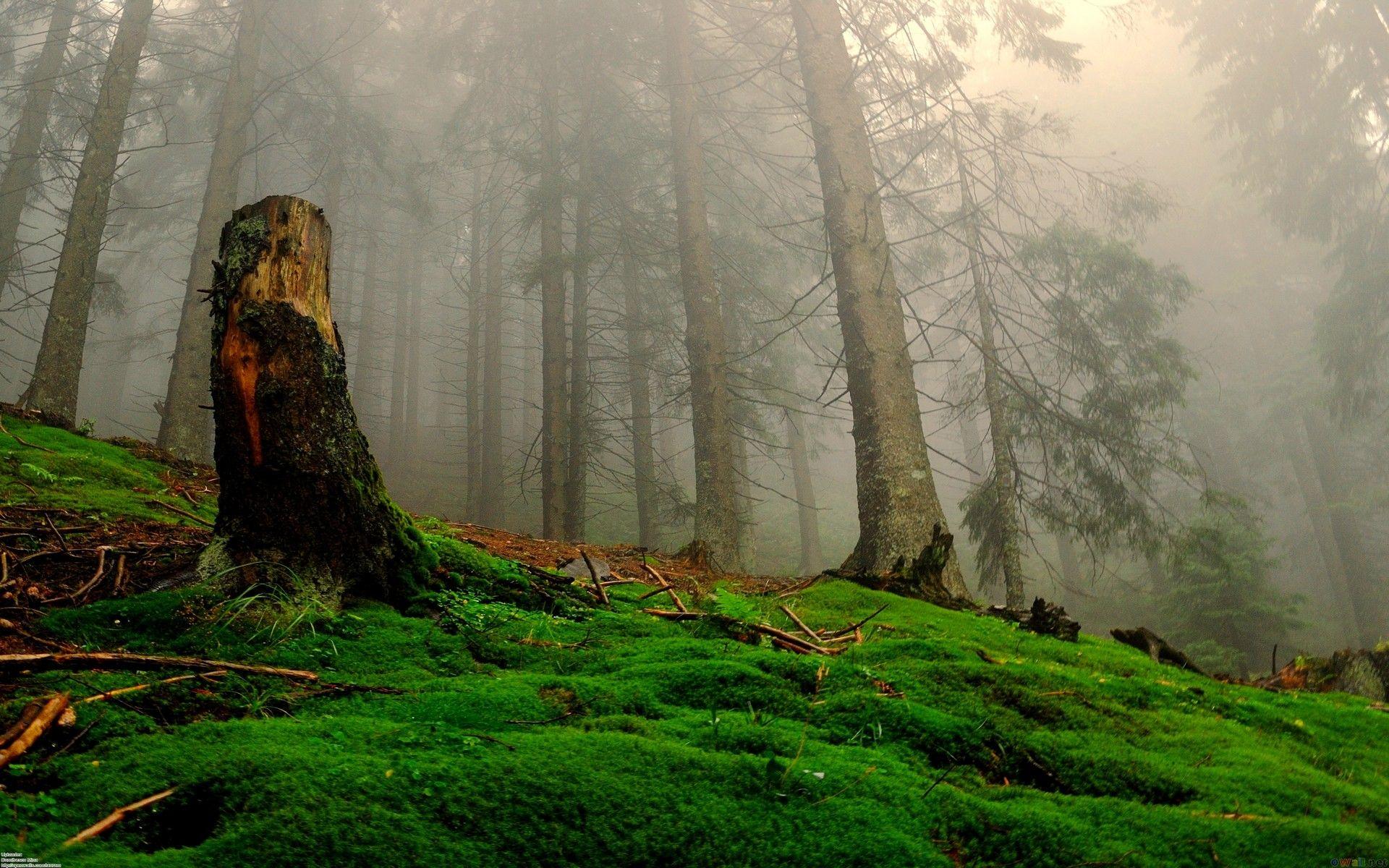 1920x1200 Forest: ENCHANTED FOREST Sunlight Mist Fog Waterfall Hình nền