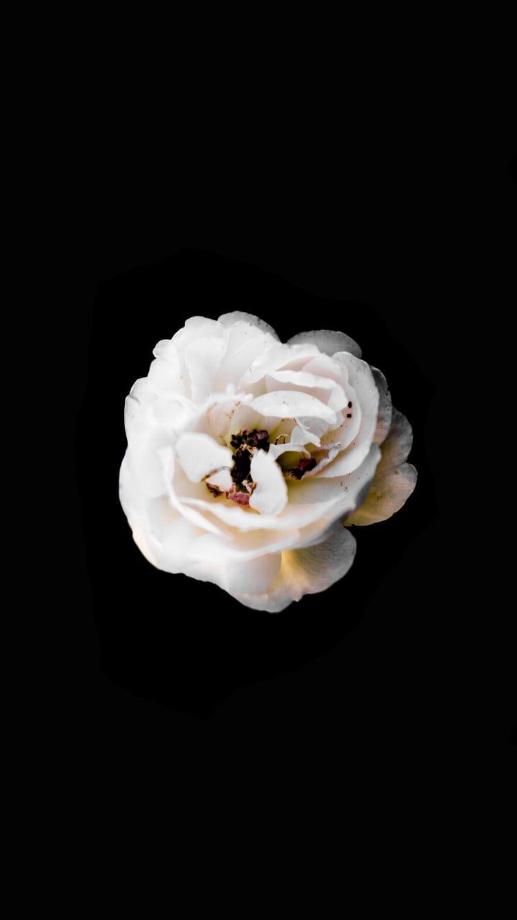 750x1333 Flowers with Black Background. best free black, flower
