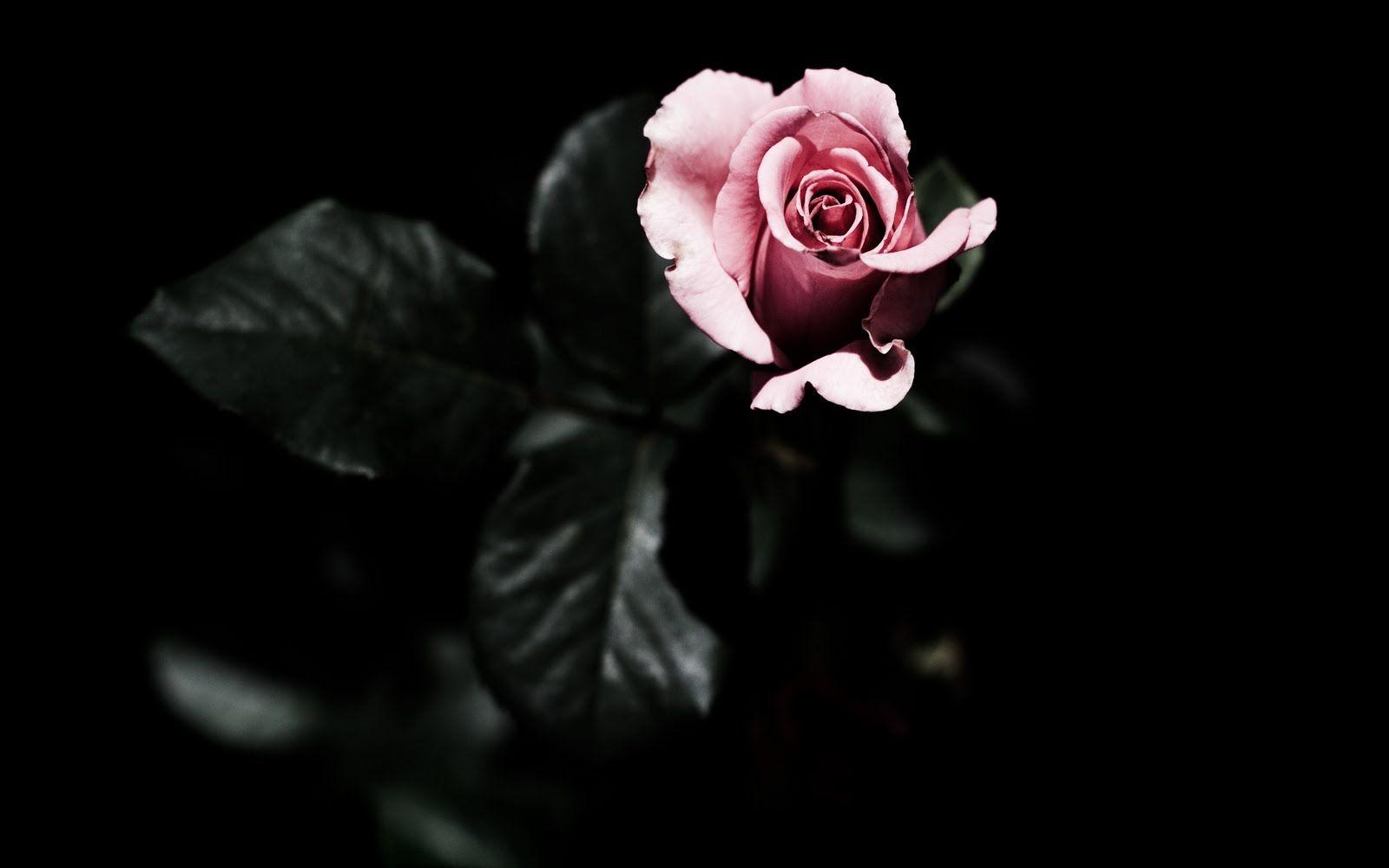 1600x1000 Rose Pink Dark Background HD Wallpaper. Full HD