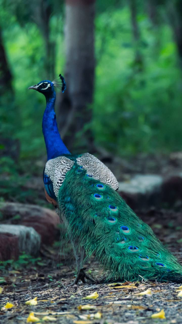 720x1280 Places to Visit in Noida