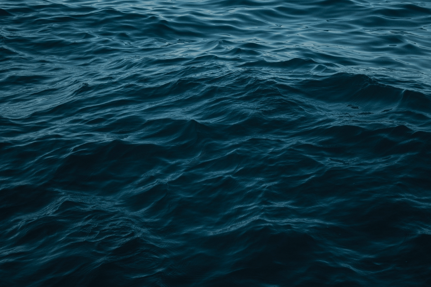 1500x1000 SR³ SeaLife Response, Rehabilitation, and Research