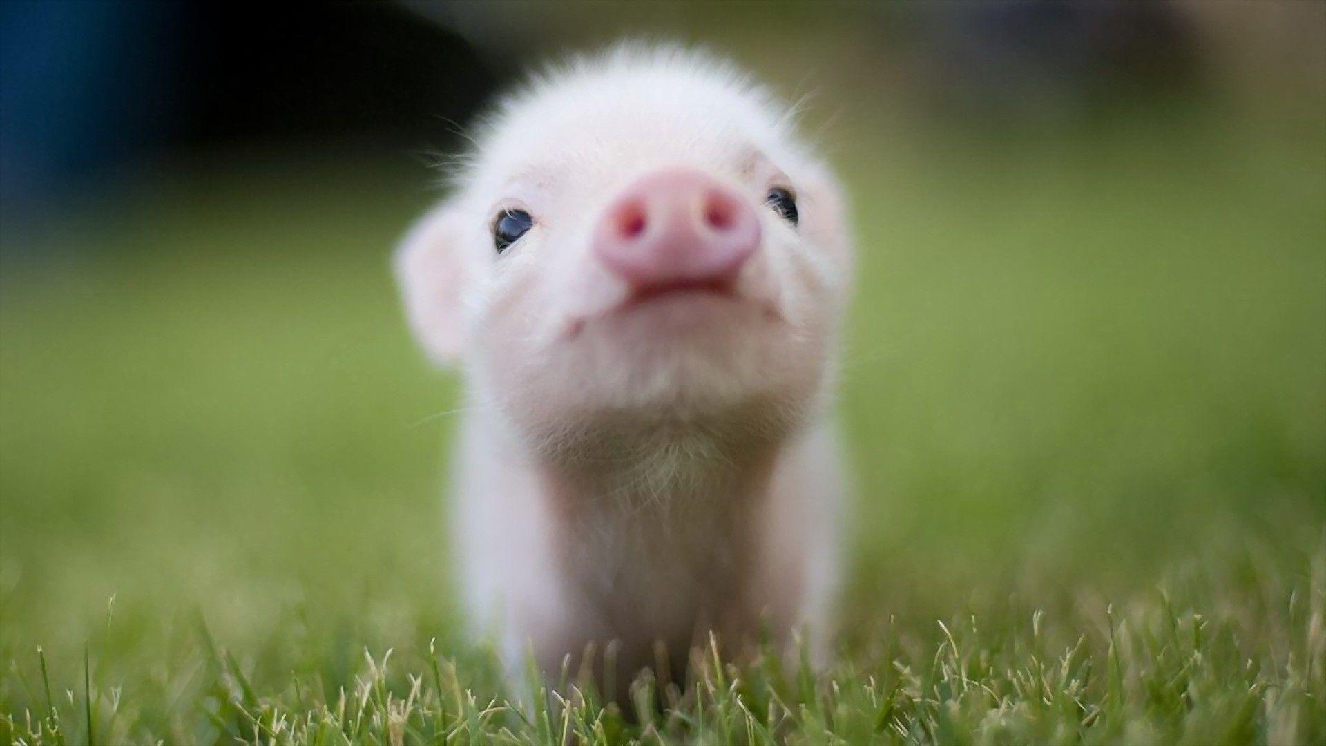 1920x1080 Adorable Pig Wallpaper
