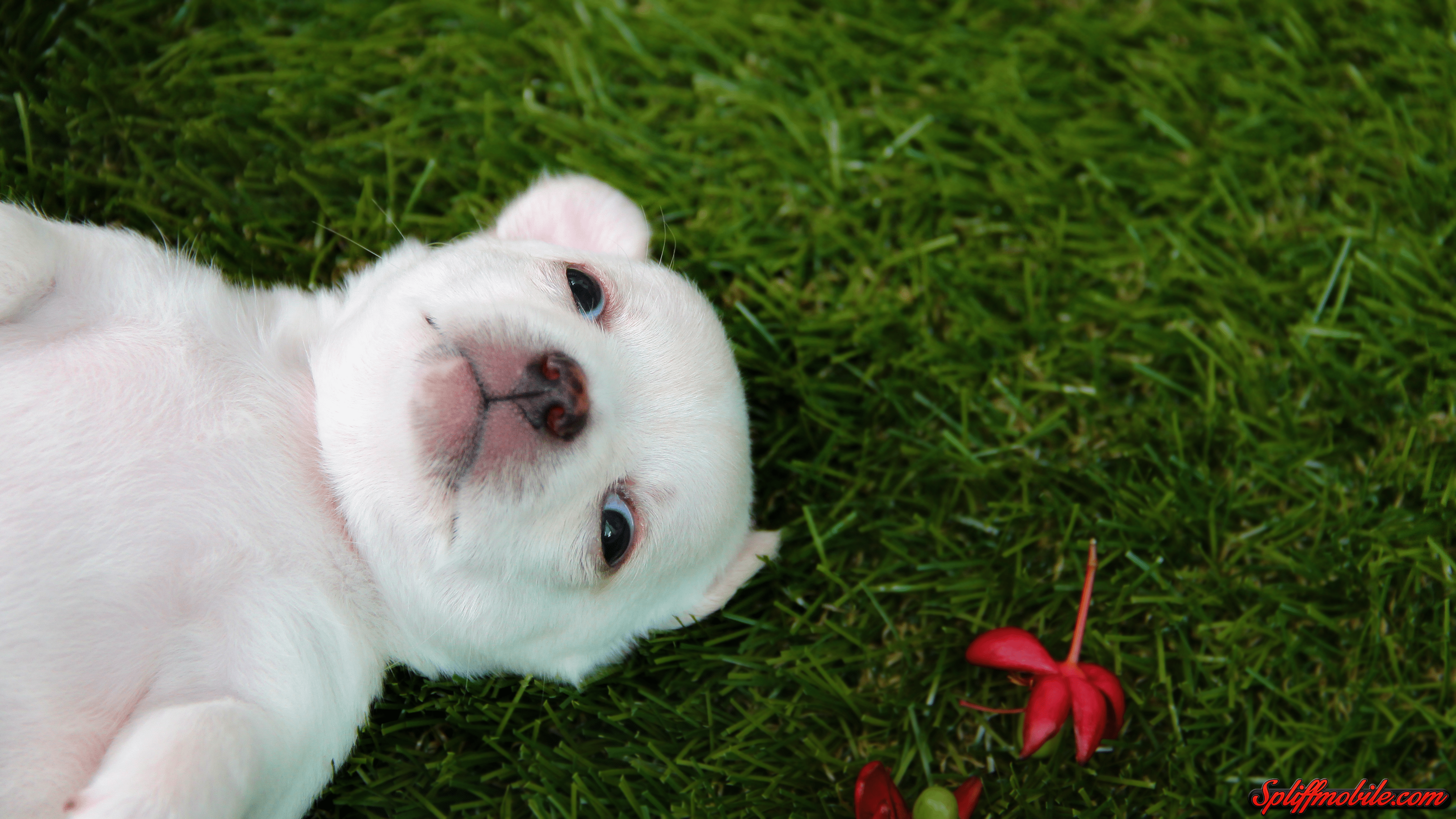 3840x2160 Adorable Wallpaper, Picture