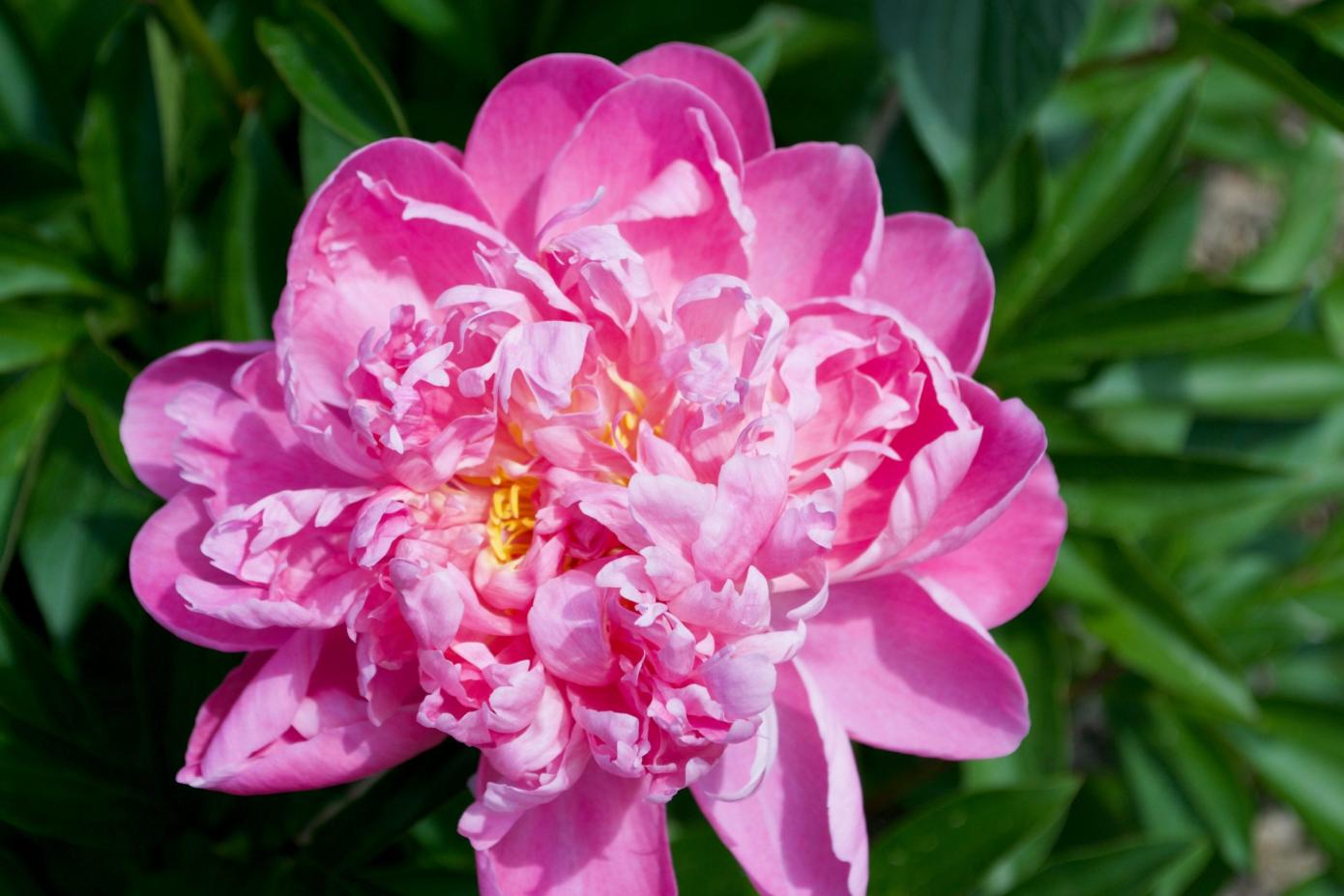 1390x927 Kinds of Peonies at Nichols Arboretum