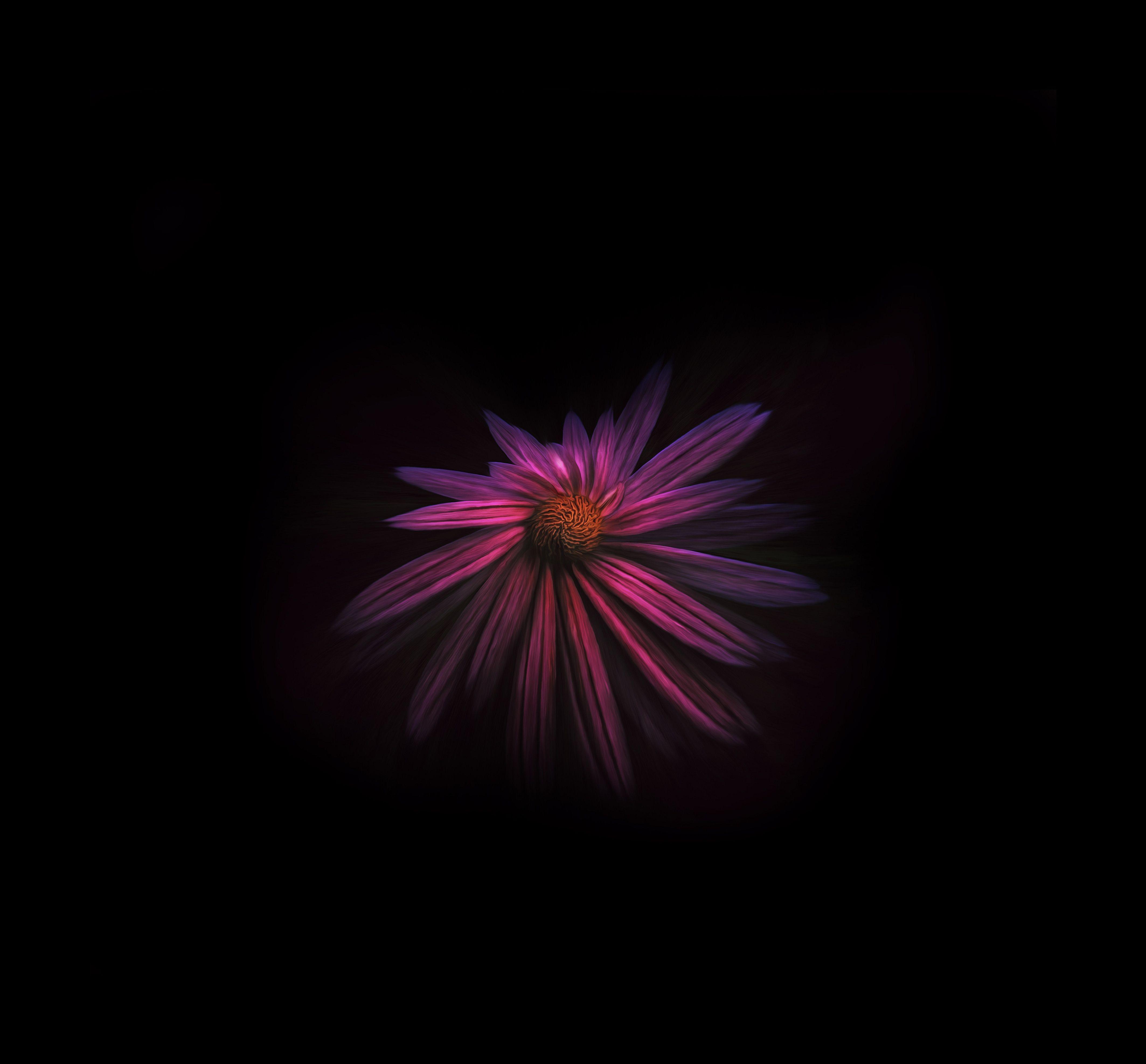 flower that blooms in darkness