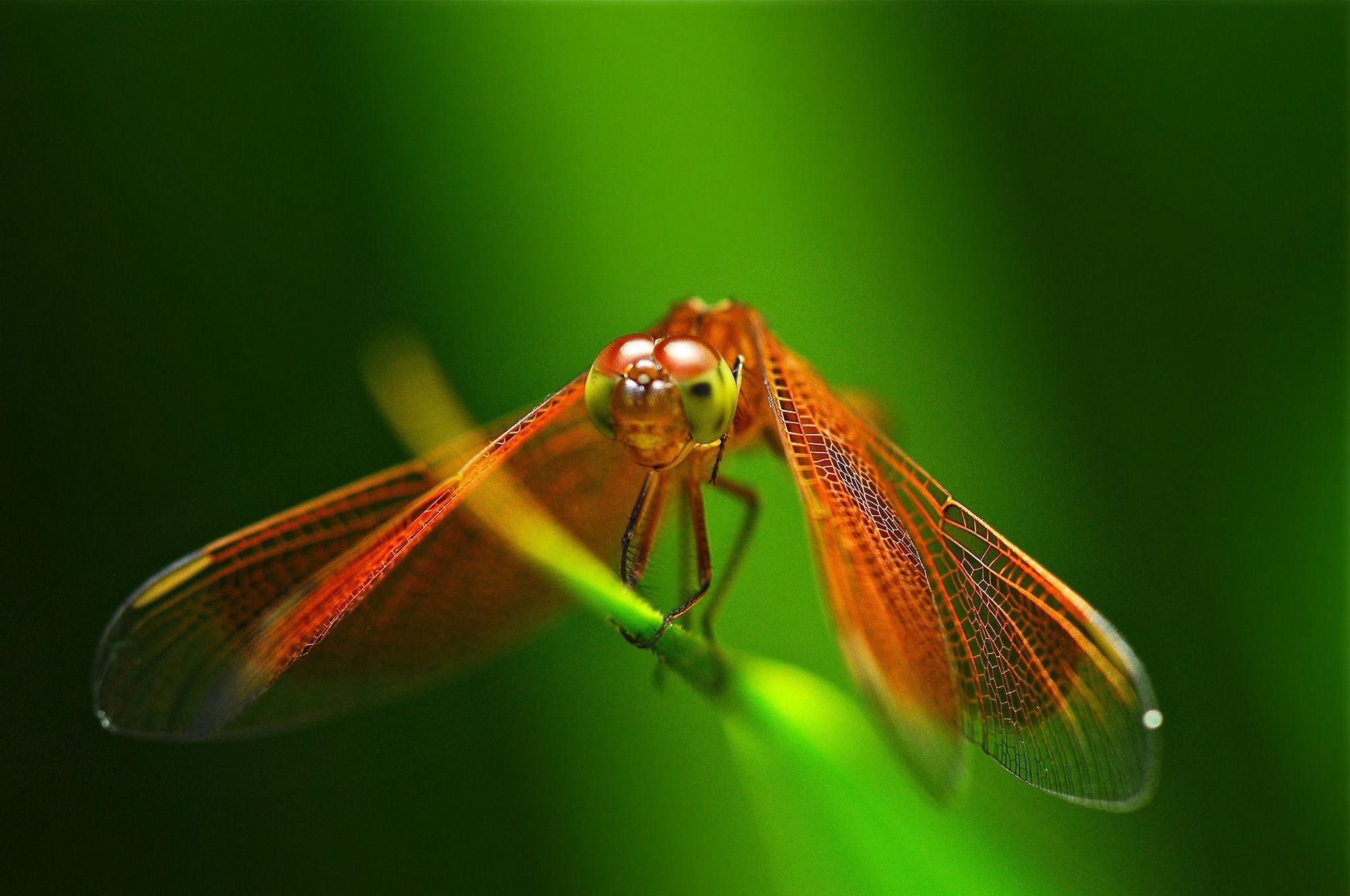 2048x1360 Dragonfly Wallpaper