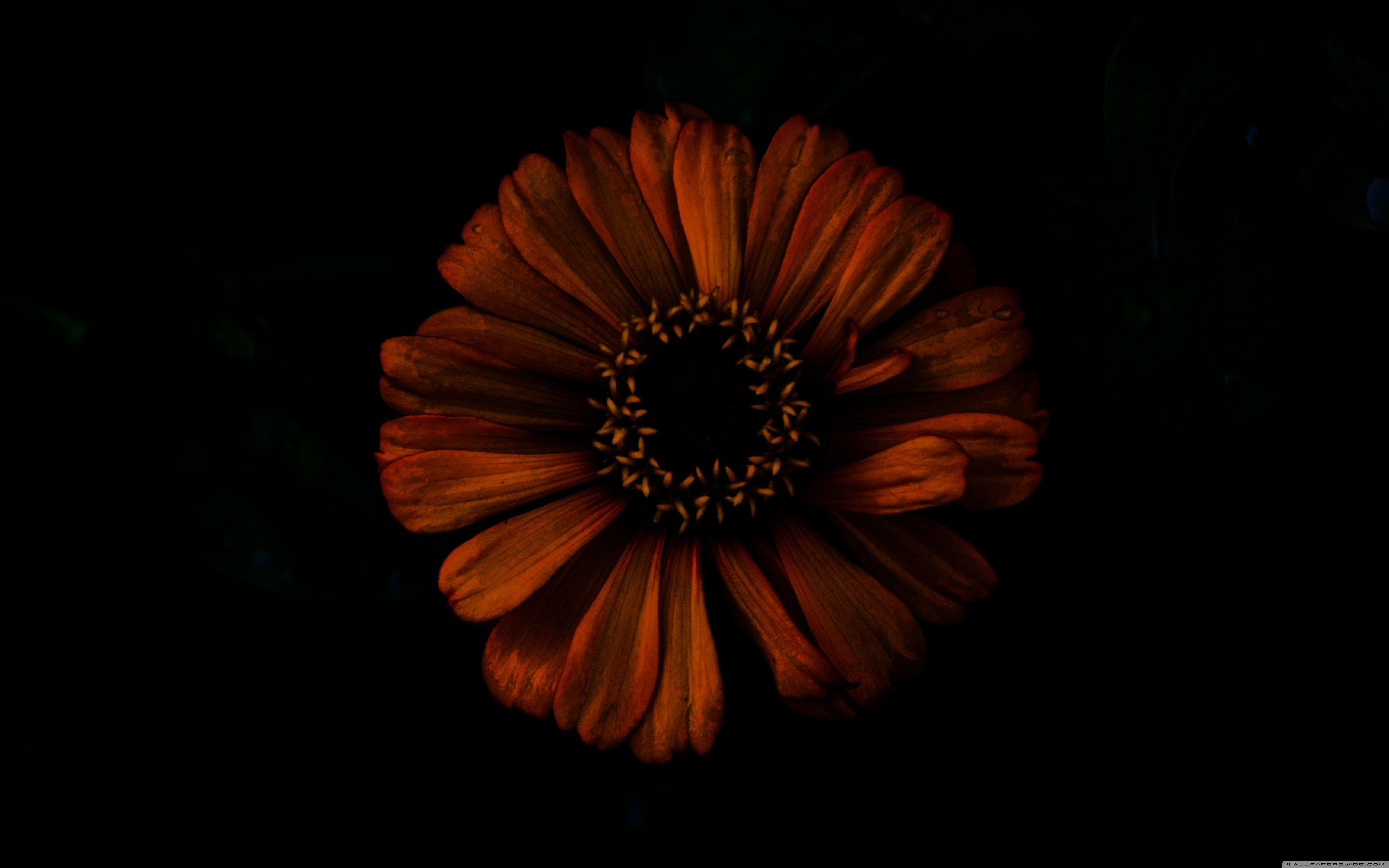 Dark HD Flowers Wallpapers - Top Free Dark HD Flowers Backgrounds