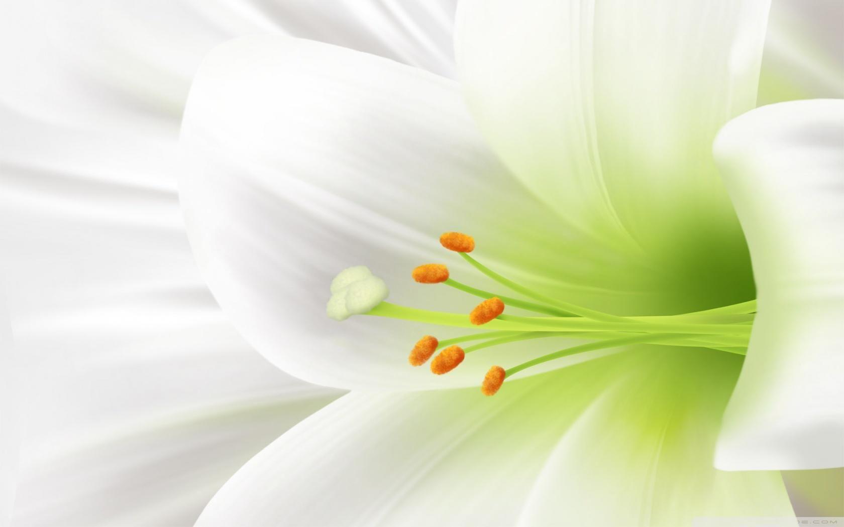 Lily Flower Wallpapers - Top Free Lily Flower Backgrounds - WallpaperAccess