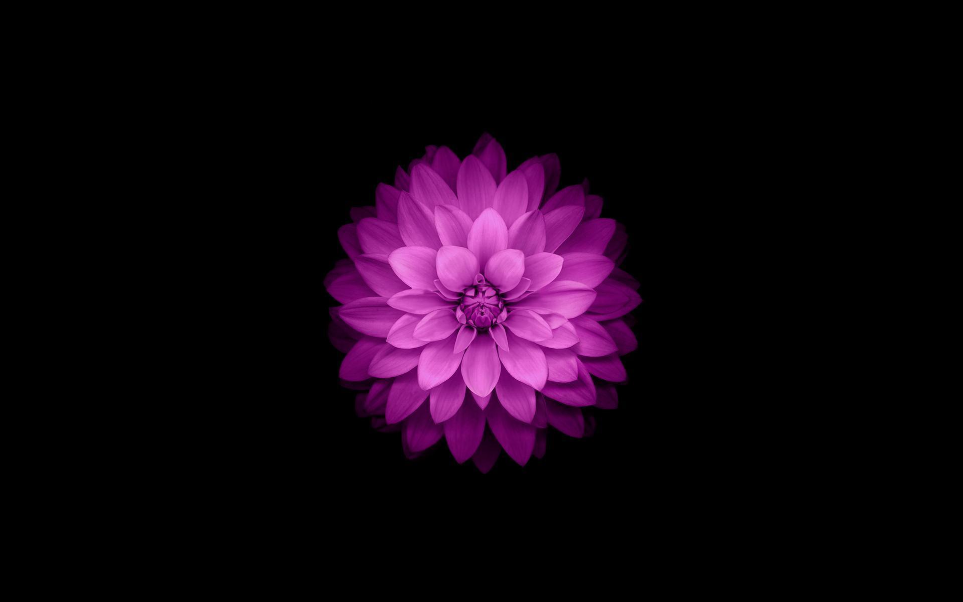 1920x1200 dark flower wallpaper for Android