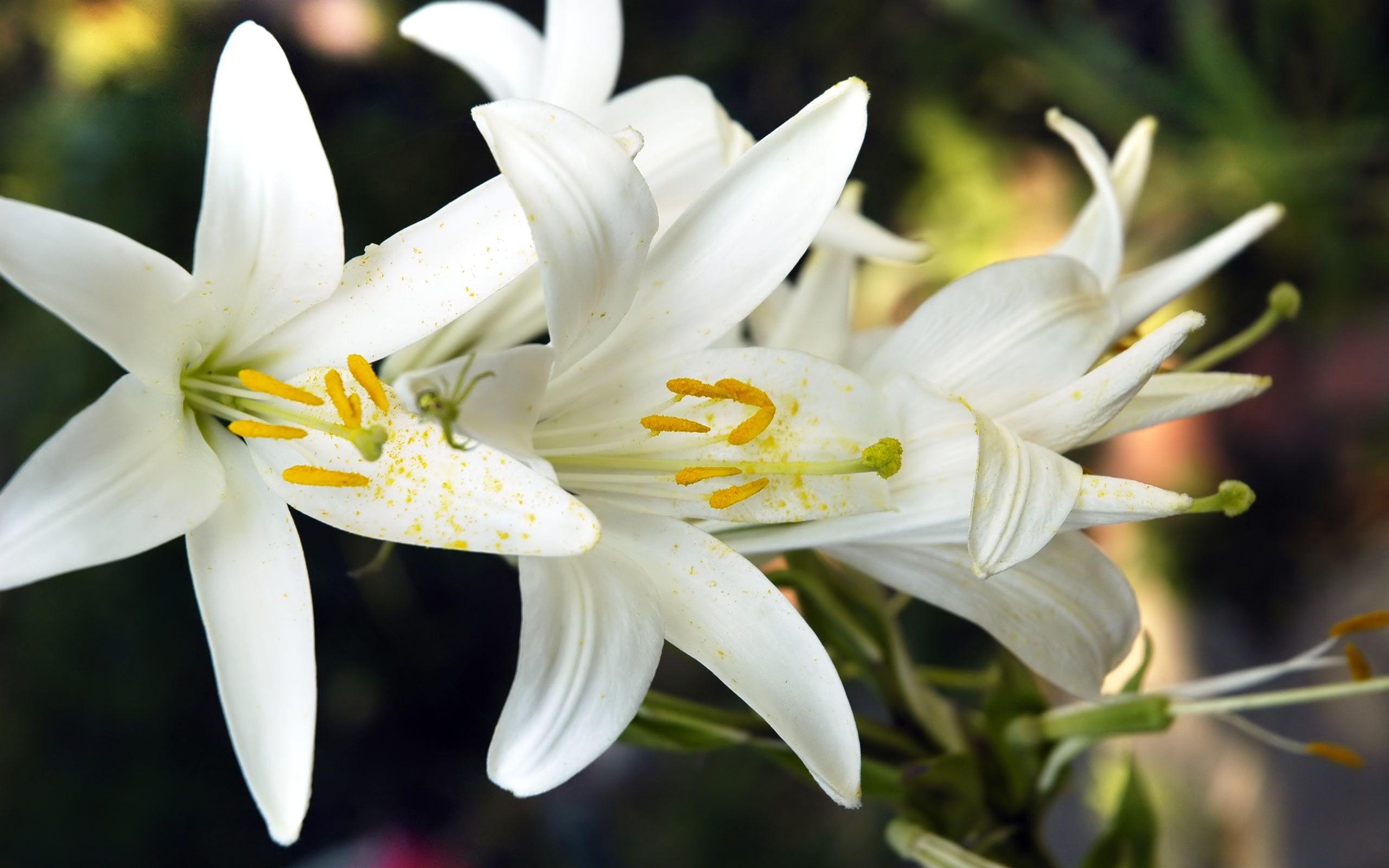 2560x1600 Beautiful Lily Flower Wallpaper