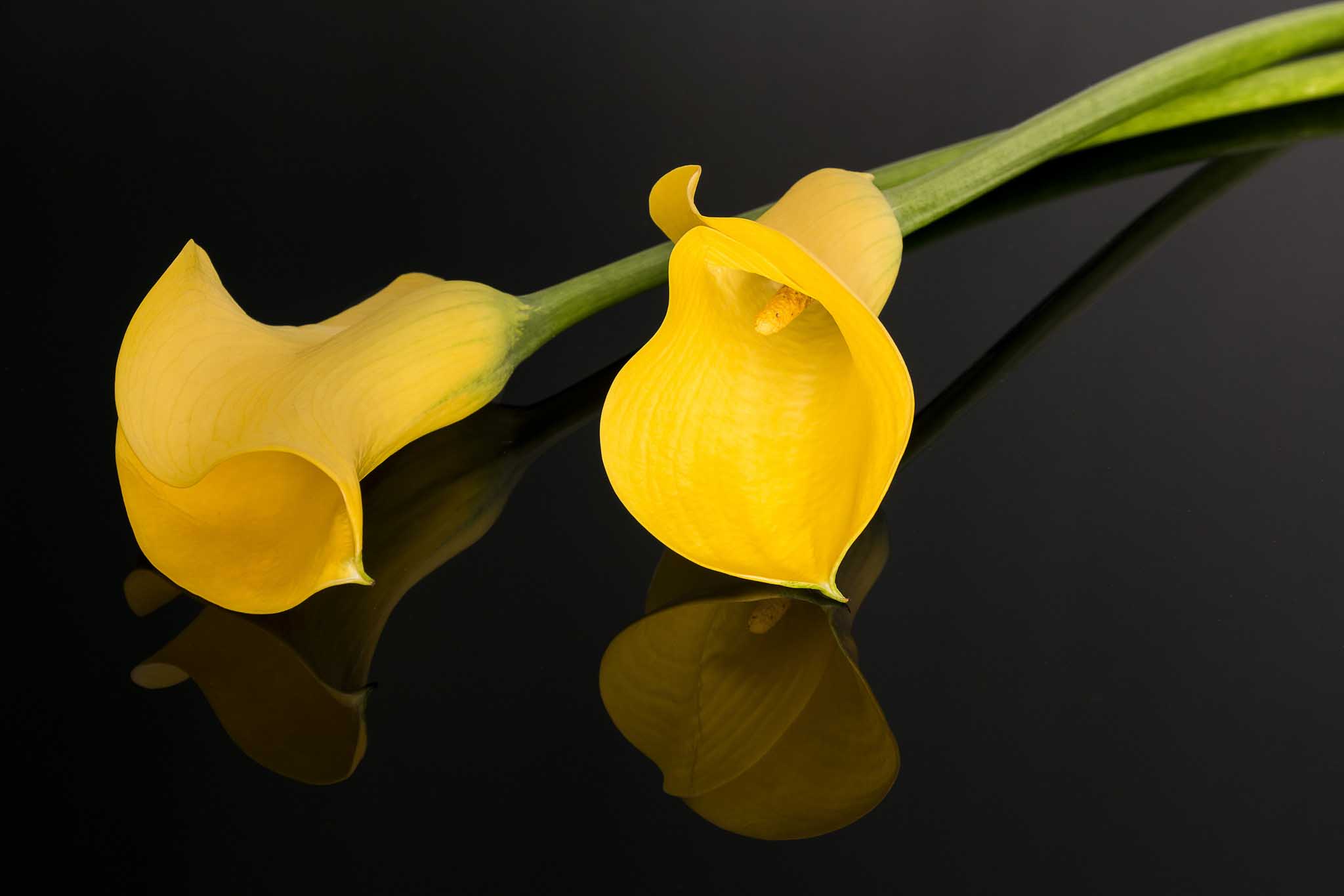 2048x1365 Calla Lily Flower HD Wallpaper