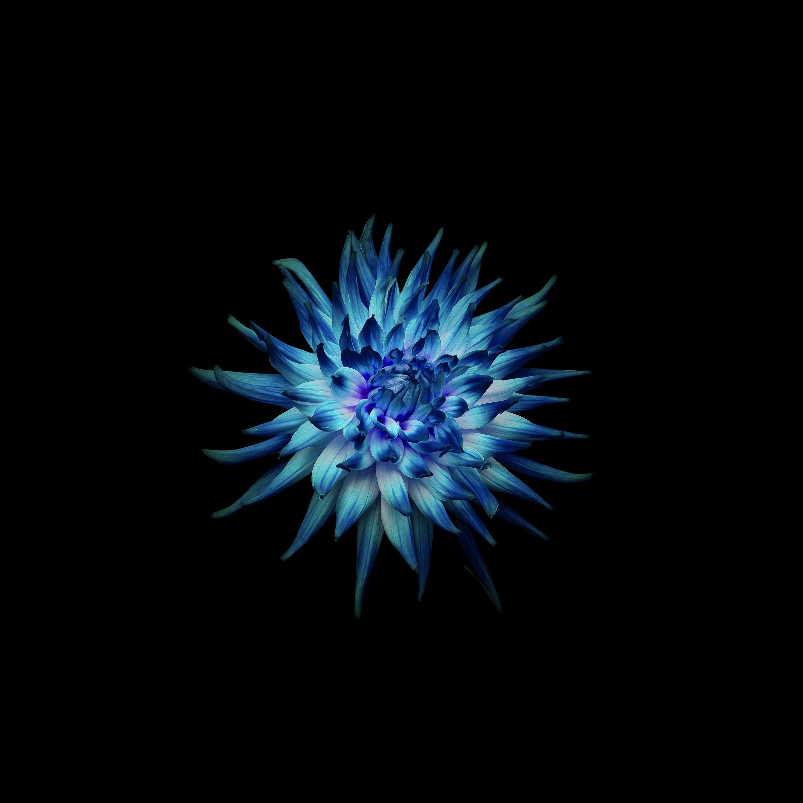 2560x2560 Wallpaper Blue flower, Dark background, Black, Huawei Mate