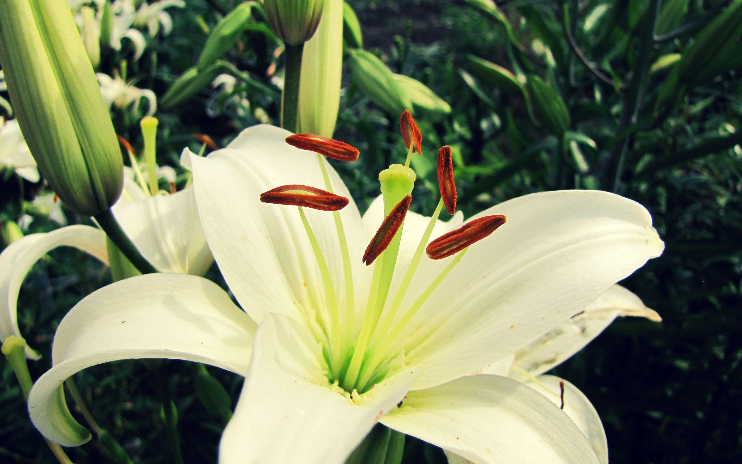 2560x1600 White Lily Flower wallpaperx1600