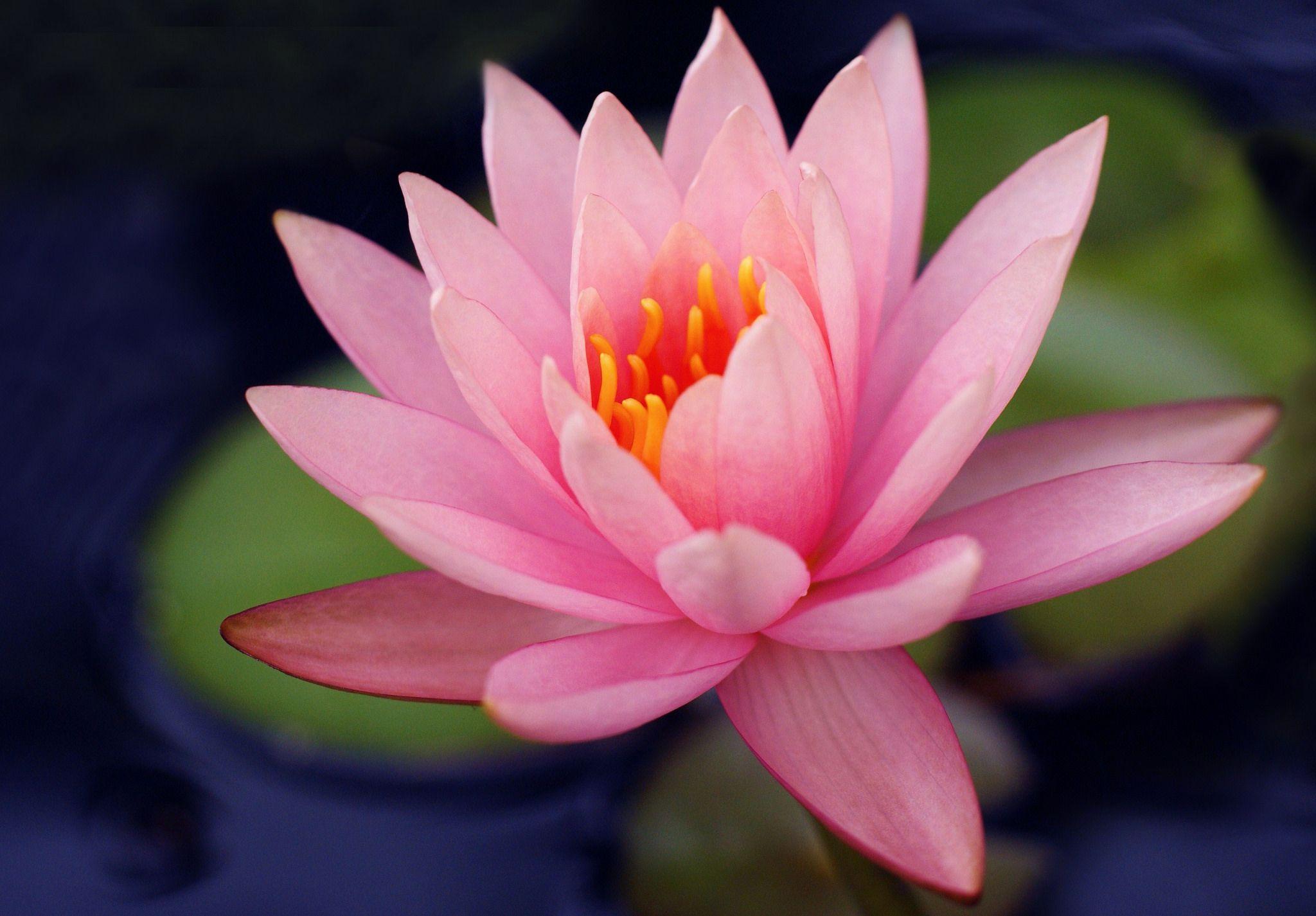 2048x1425 Lily Flower, HD Flowers, 4k Wallpaper, Image, Background