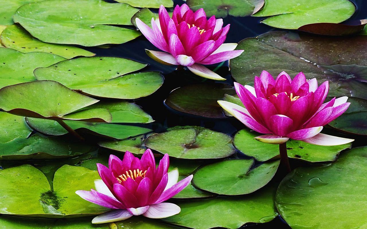 Water Lilies Wallpapers - Top Free Water Lilies Backgrounds -  WallpaperAccess