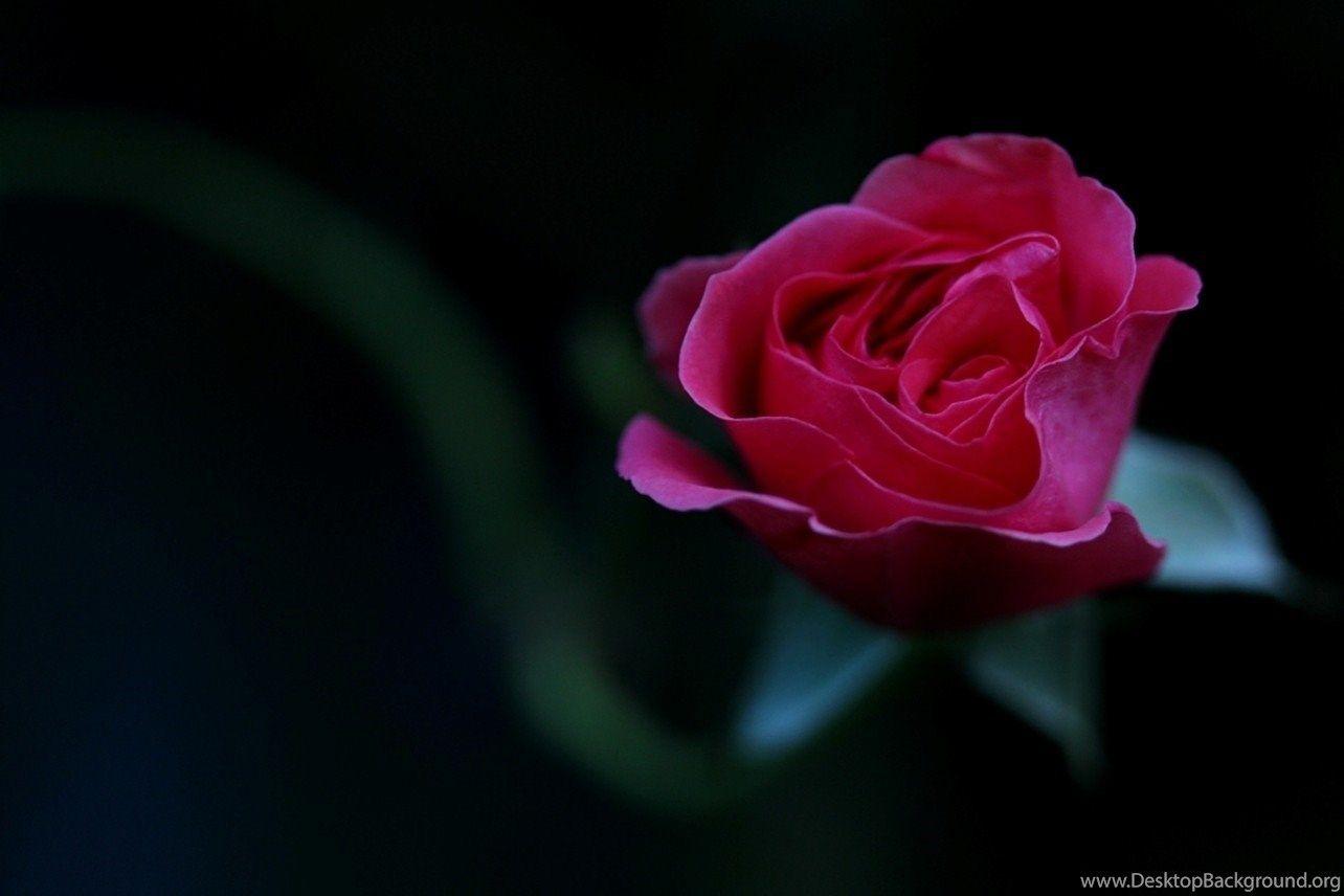 1284x856 Flowers: Pink Rose Dark Flower Wallpaper For Desktop