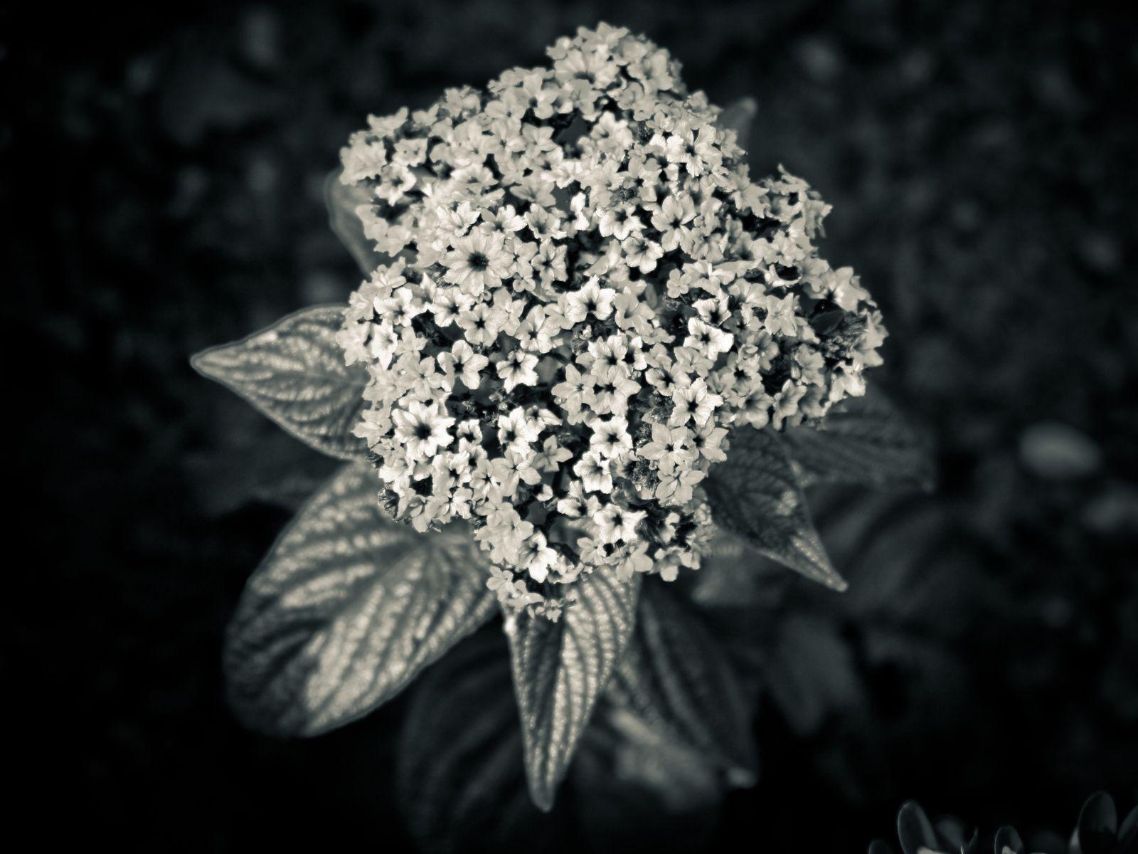 1600x1200 Dark Flower wallpaper. Dark Flower