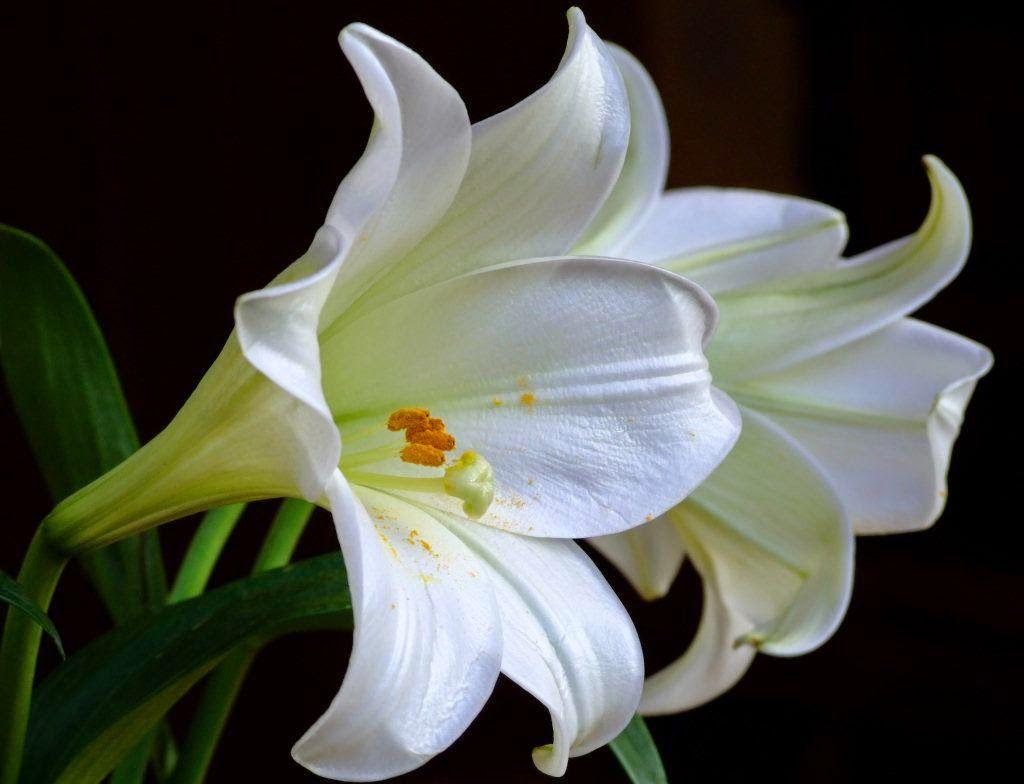 1024x784 Lily Flower Wallpaper