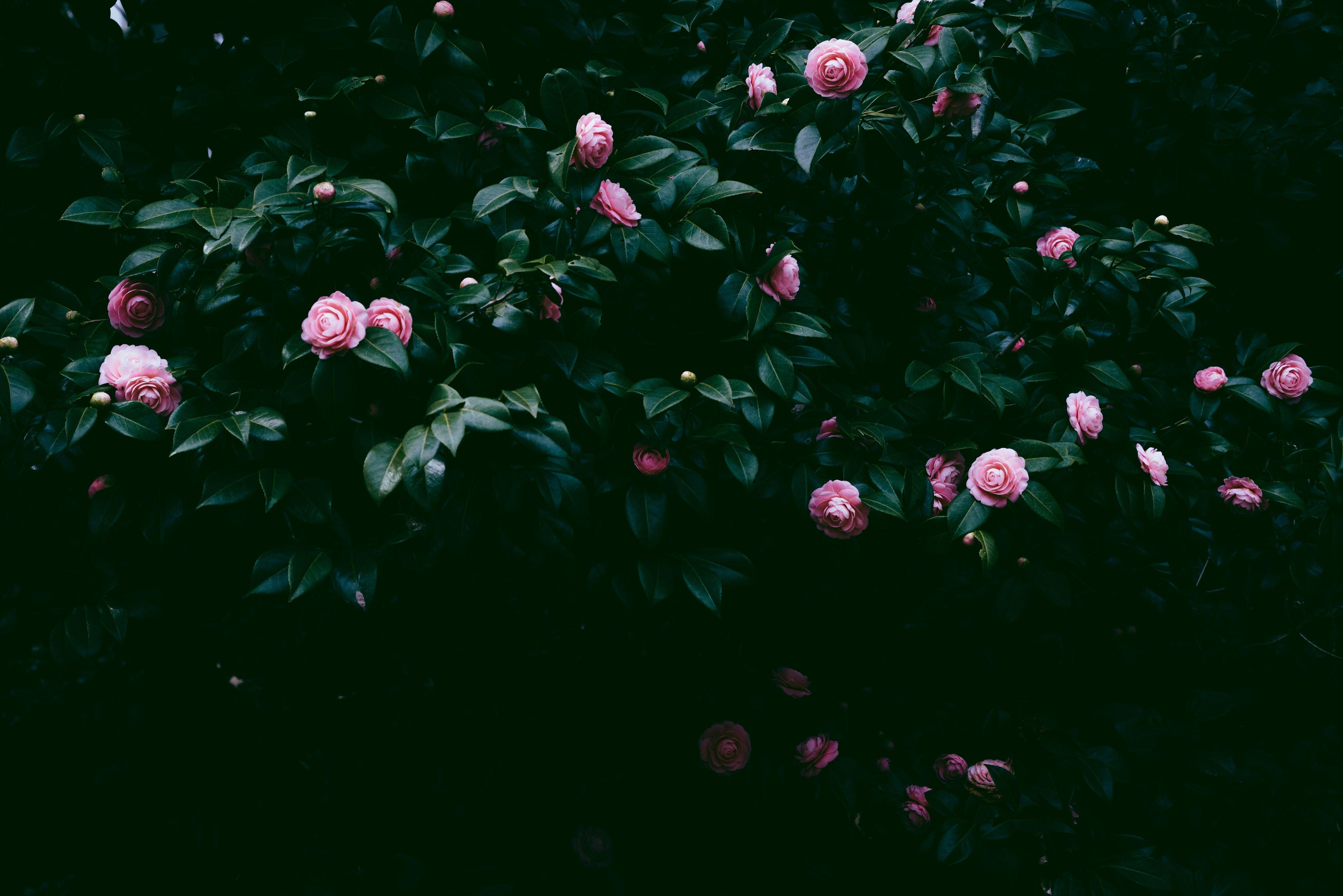 5237x3496 5237x3496 #dark, #bud, #Creative Commons image