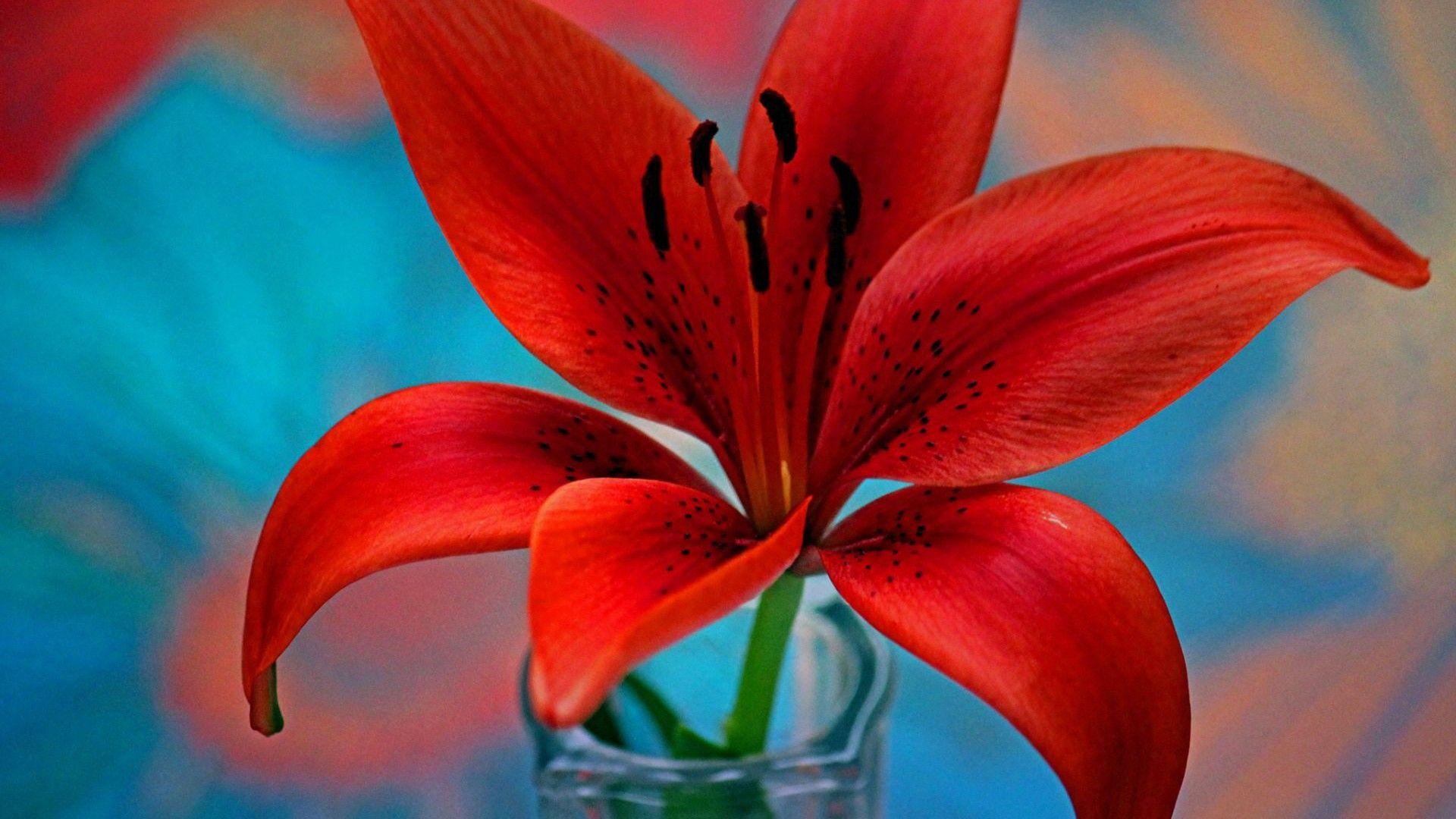 1920x1080 Red Lily Flower Wallpaper For Desktop HD 3840x2400