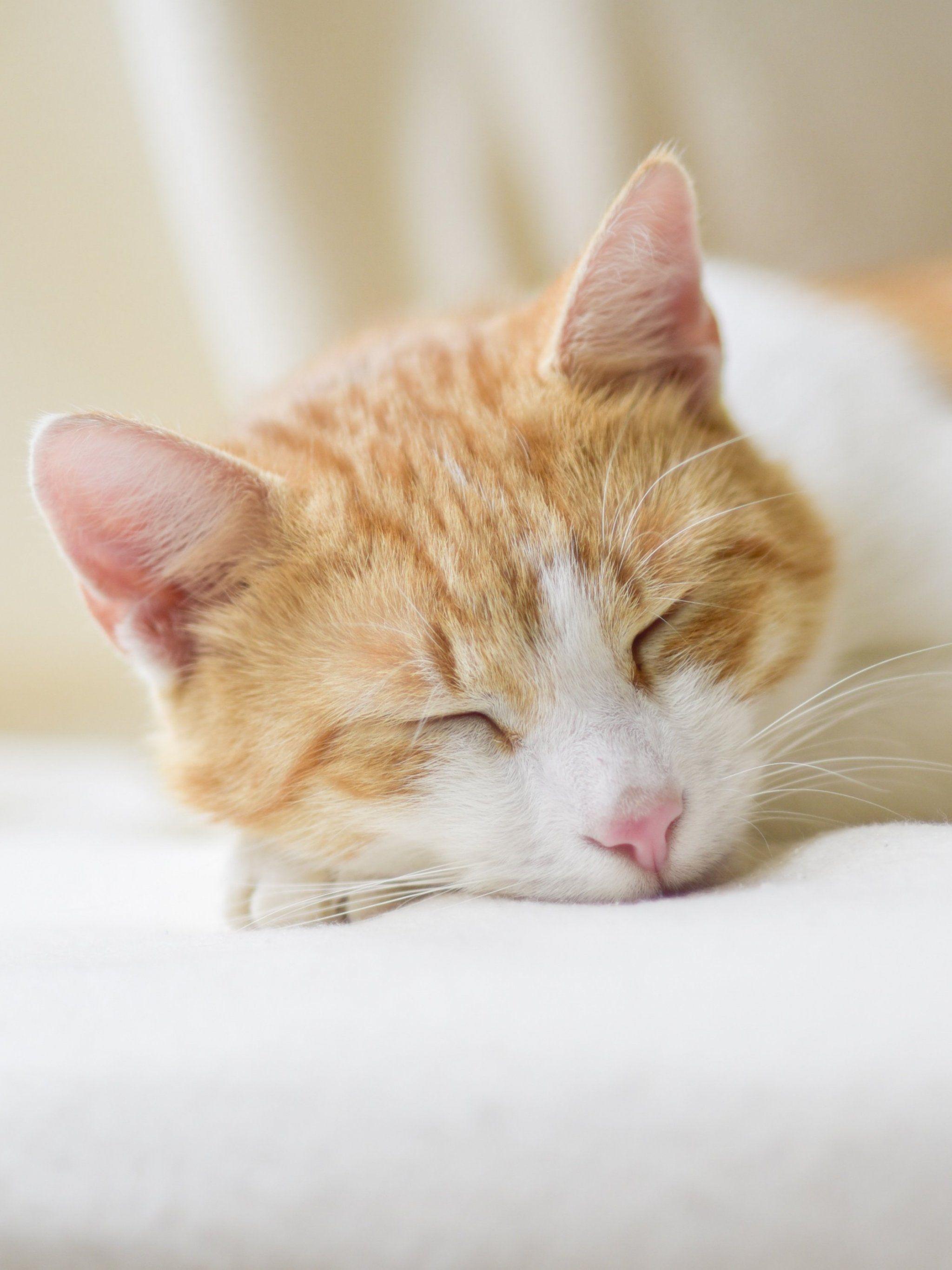 2048x2732 Sleeping Cat Wallpaper, Android & Desktop Background