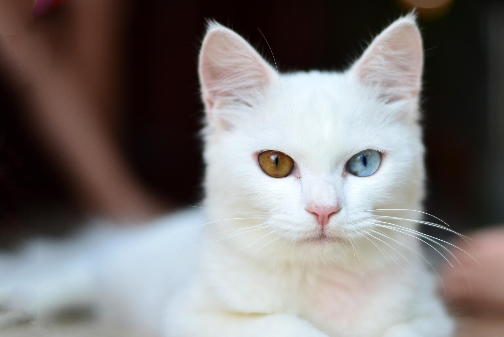 1920x1284 White Cat Wallpaper