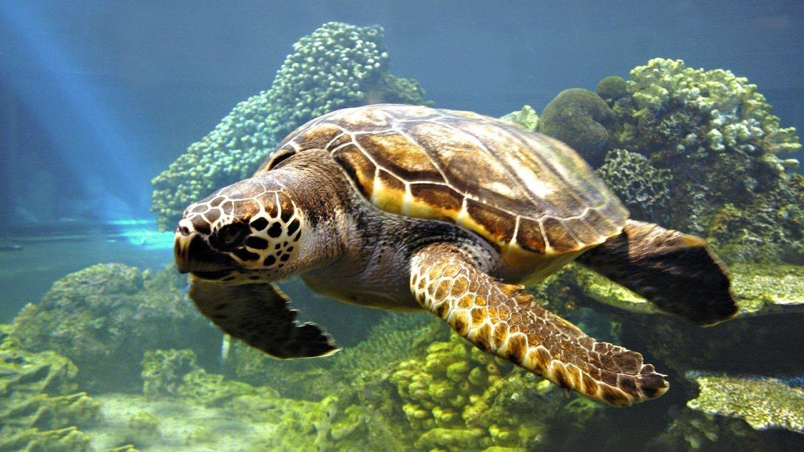1600x900 Turtle Swimming High Definition Wallpaper 19575