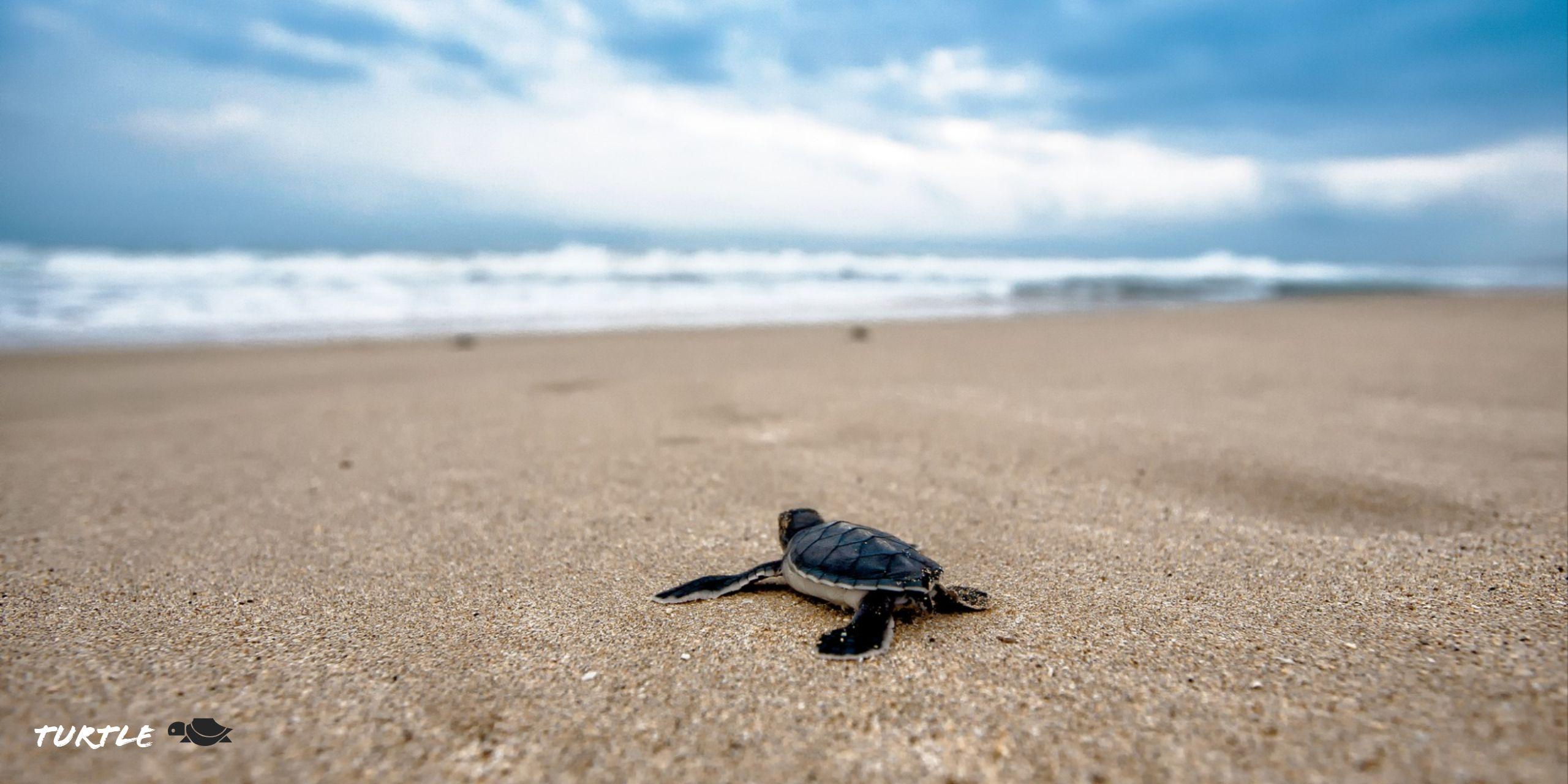2560x1280 Turtle at Beach HD Wallpaper