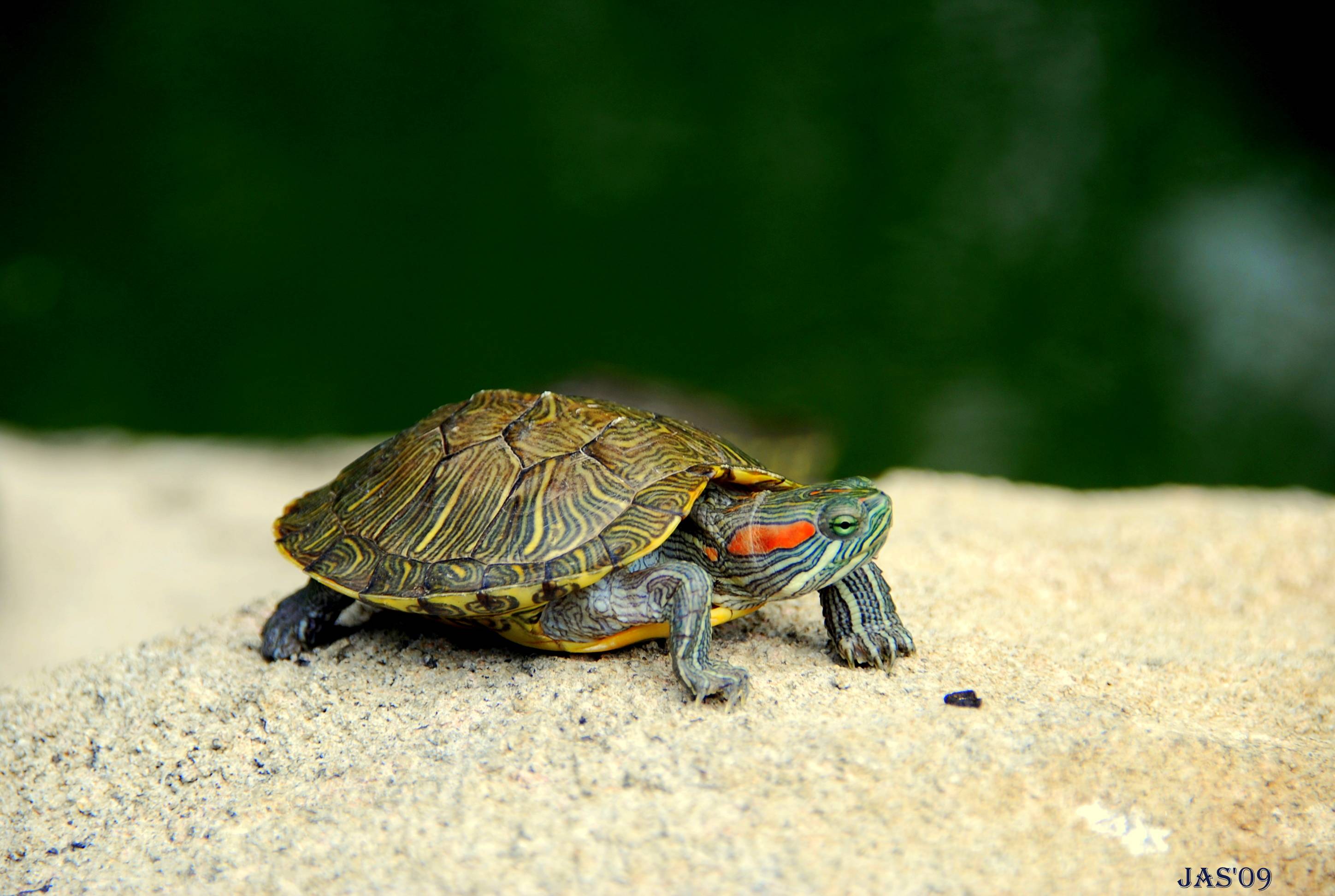 2896x1944 Turtle Wallpaper