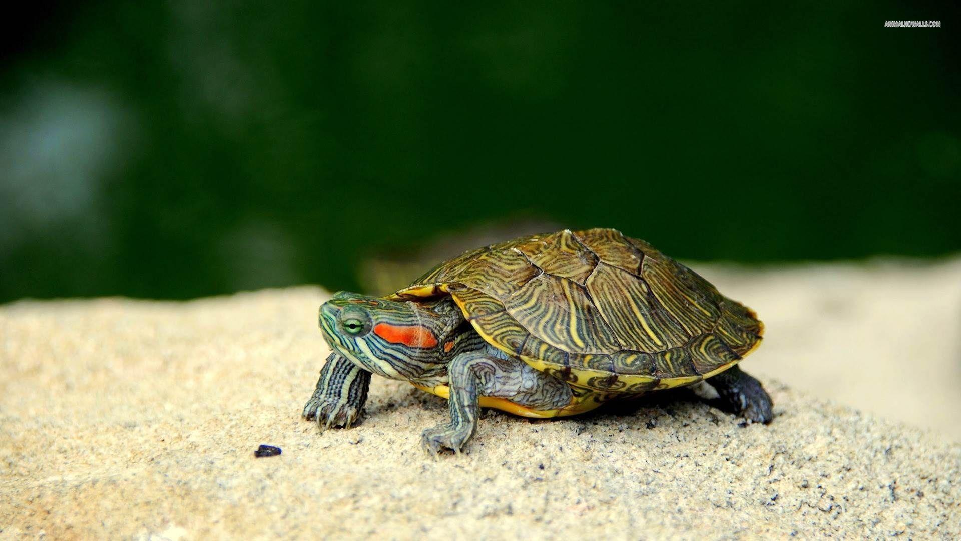 1920x1080 Turtle Wallpaper background picture