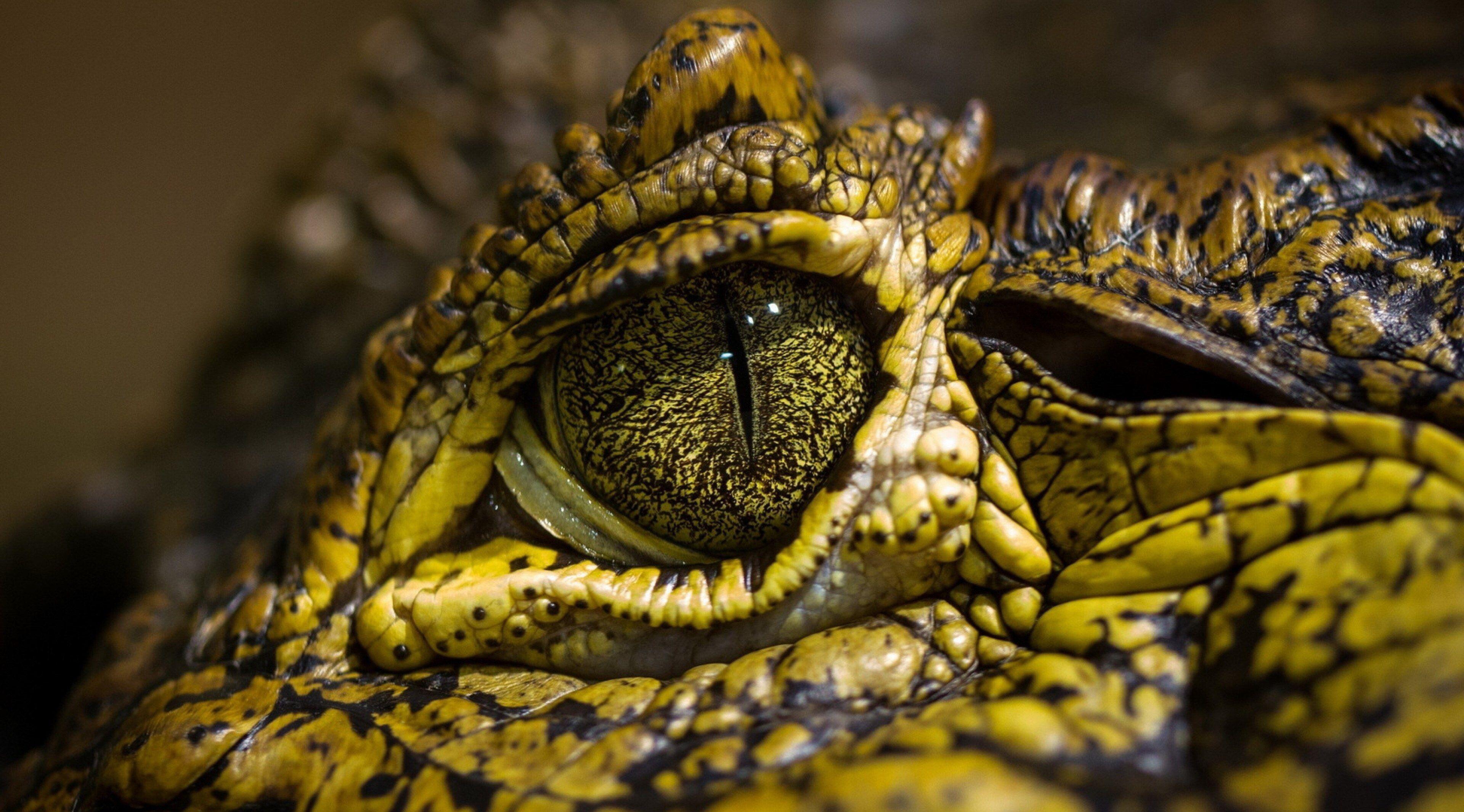 3840x2130 eye crocodile 4k mac wallpaper. Wild. Mac