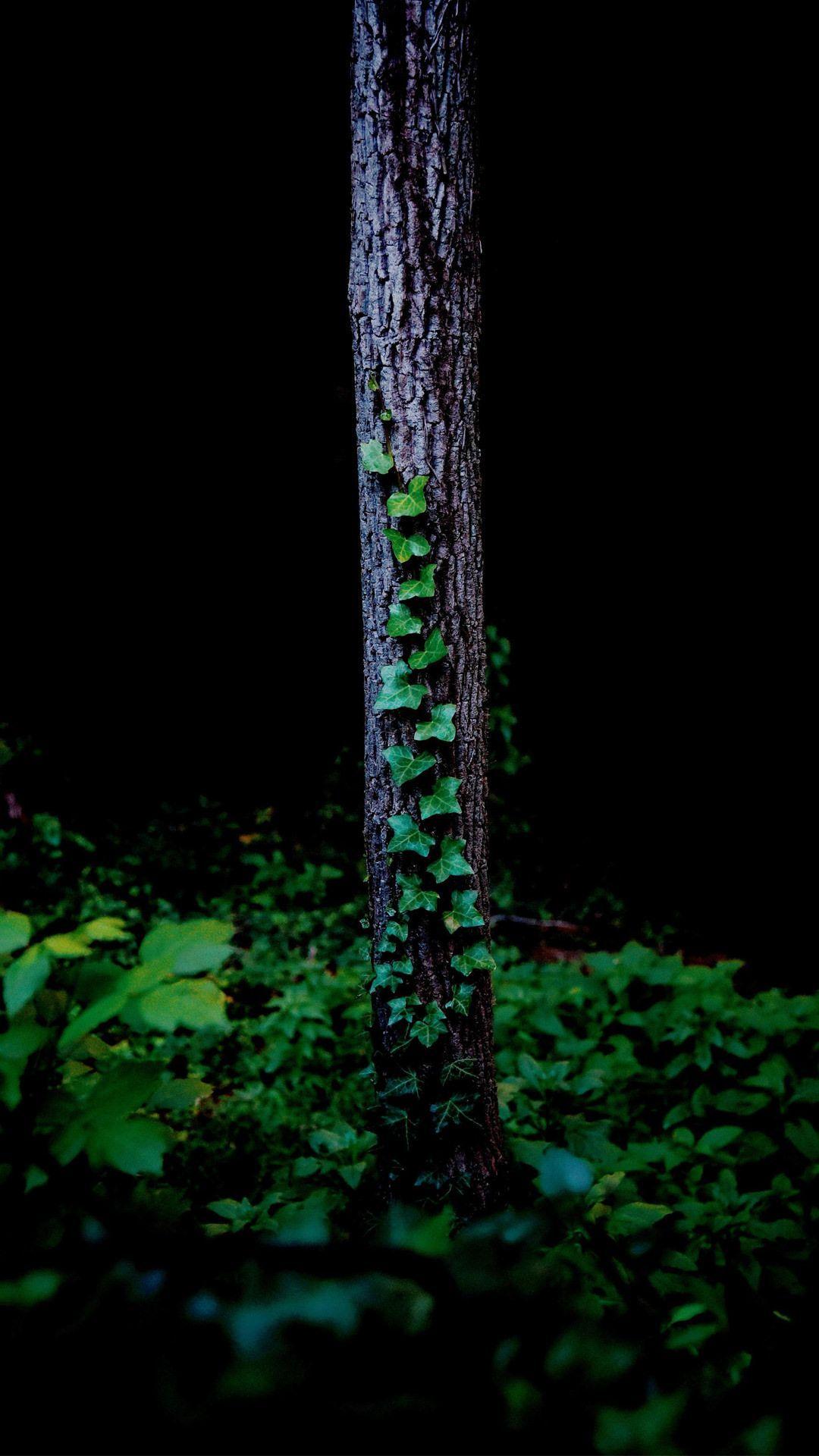 1080x1920 hình nền amoled tươi [1080x1920] - [2268x4032].  HD