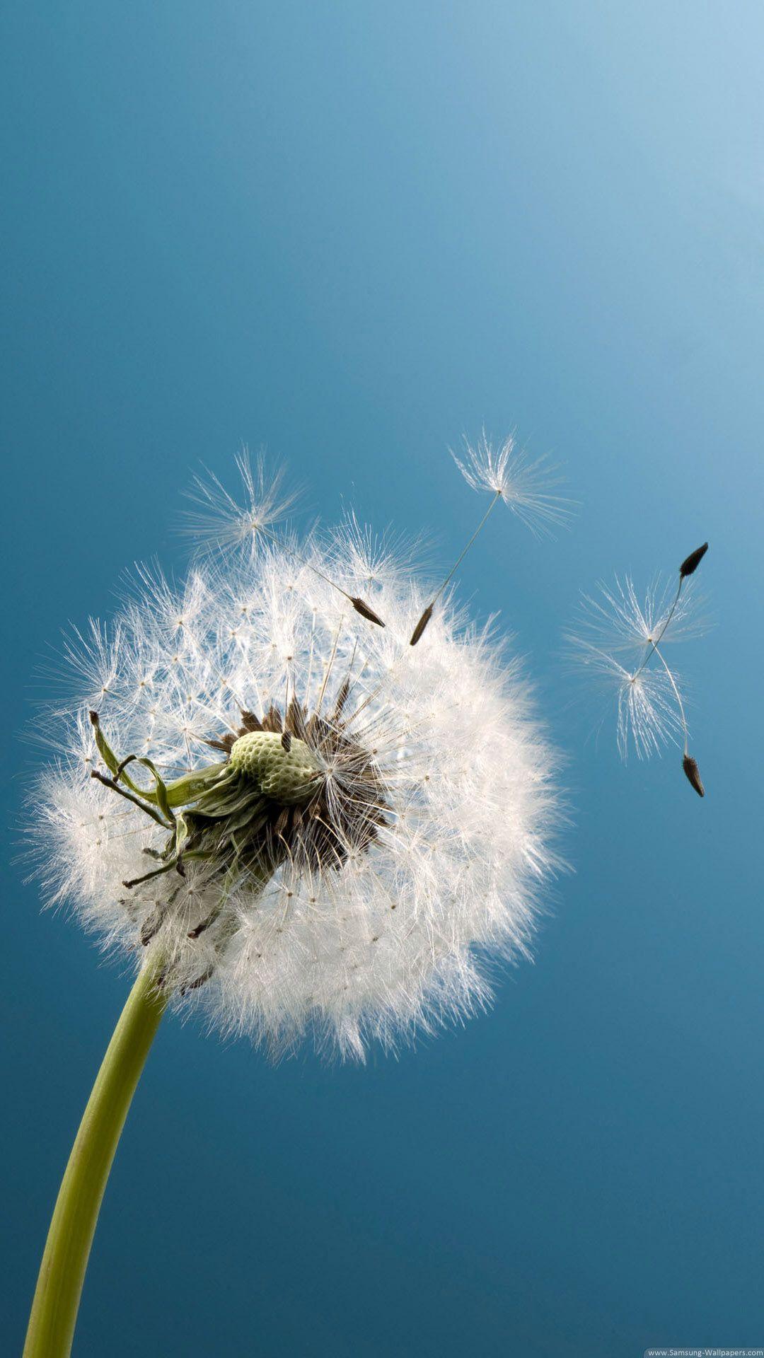 1080x1920 Samsung Dandelion Wallpaper