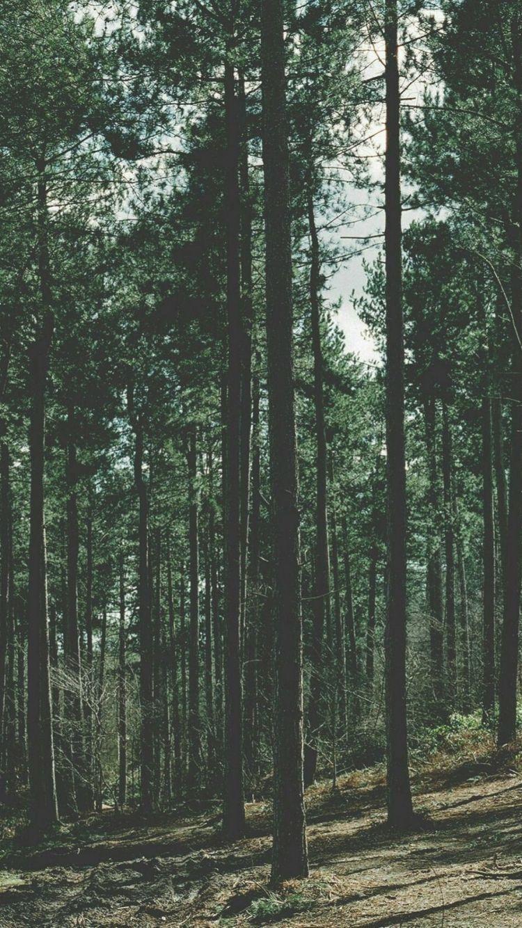 Featured image of post Forest Wallpapers For Phone Make your phone wallpaper look by using the wallpaper from our gallery which is amazing
