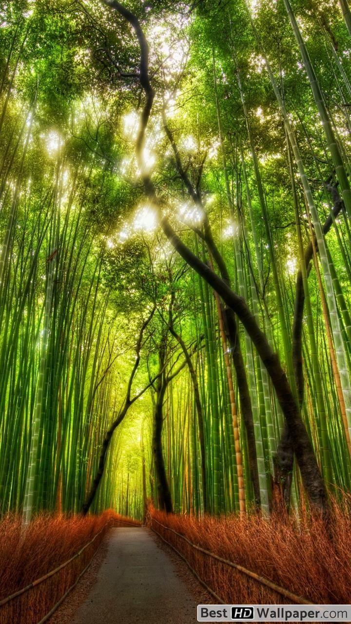 Phone Forest Wallpapers Top Free Phone Forest Backgrounds