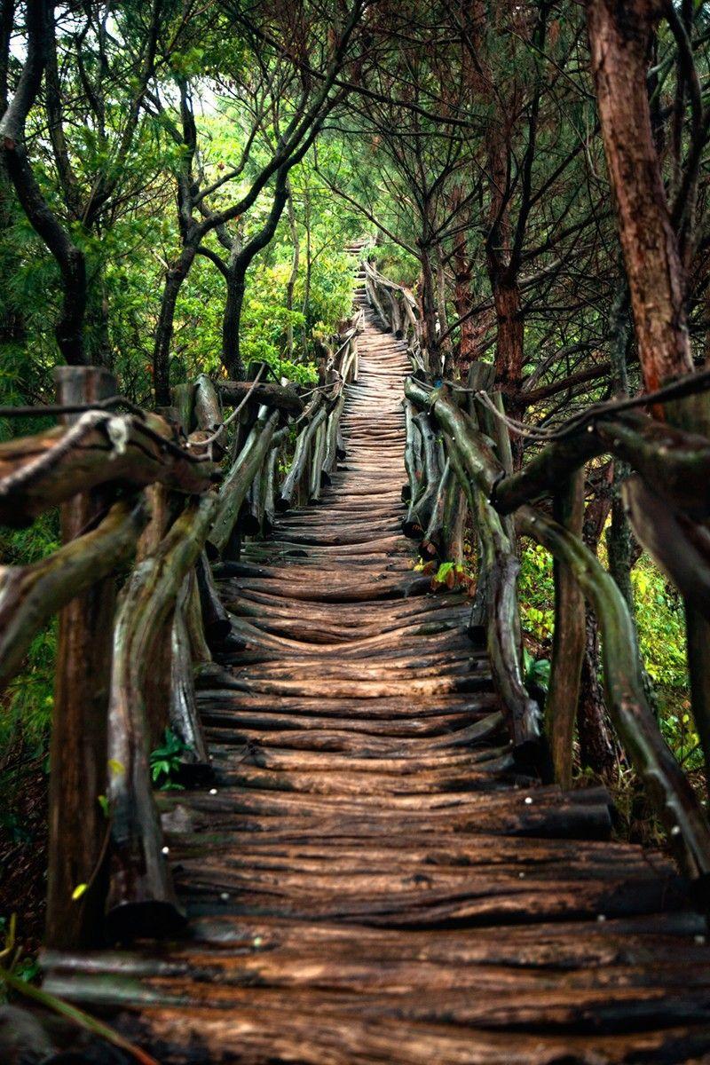 Phone Forest Wallpapers Top Free Phone Forest Backgrounds