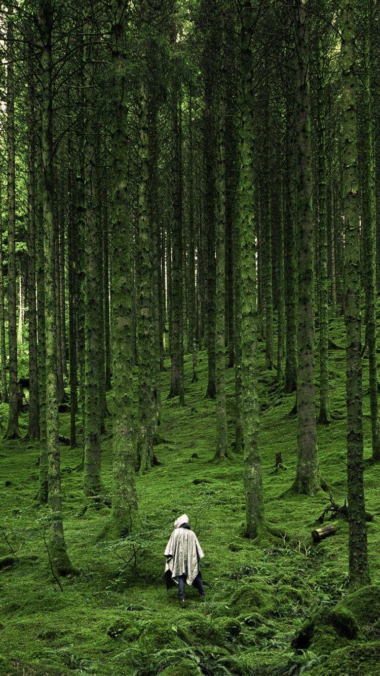 750x1334 Download Wallpaper Wald, Wild Forest Wallpaper